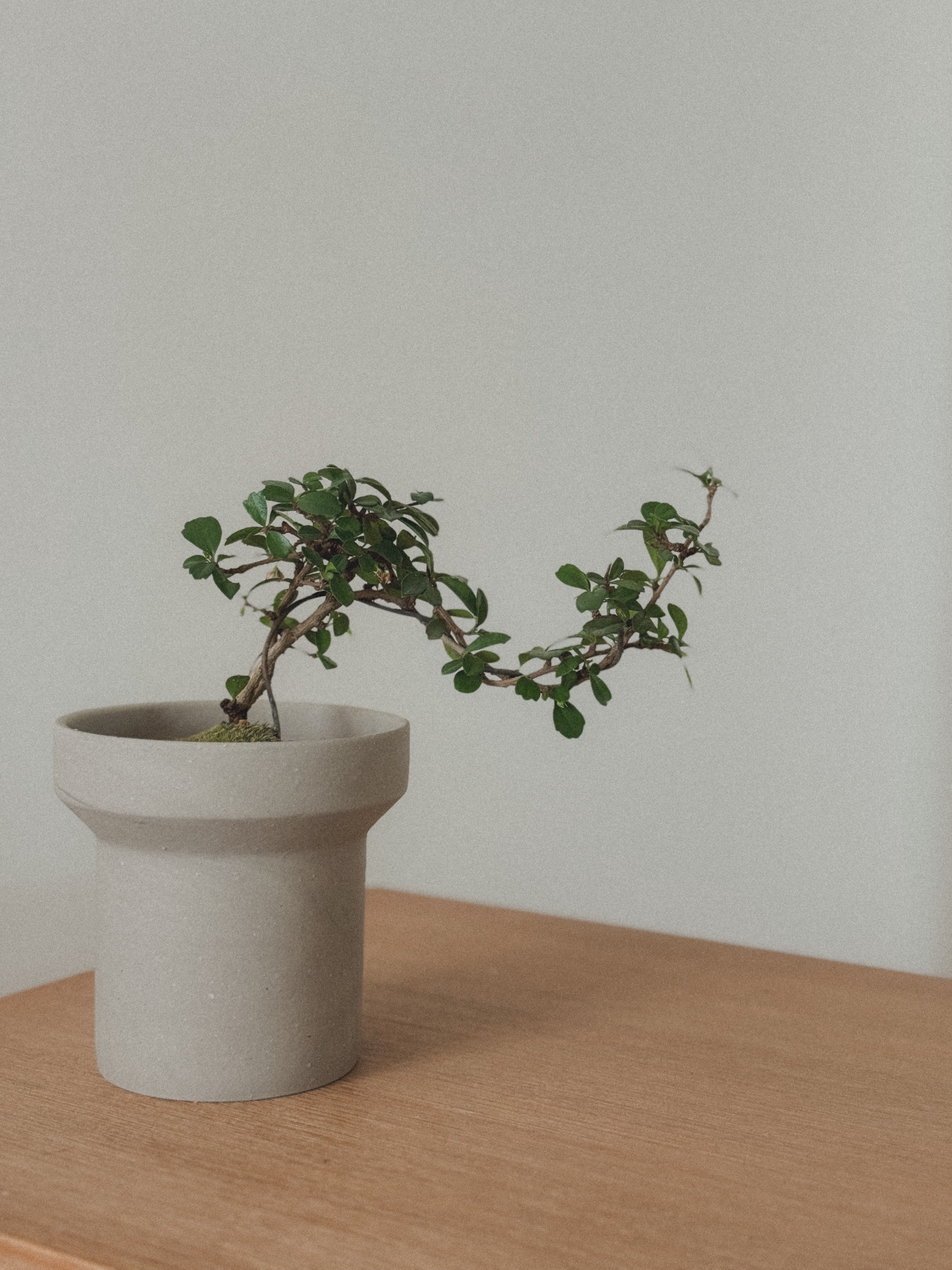 Fukien Tea Tree Bonsai
