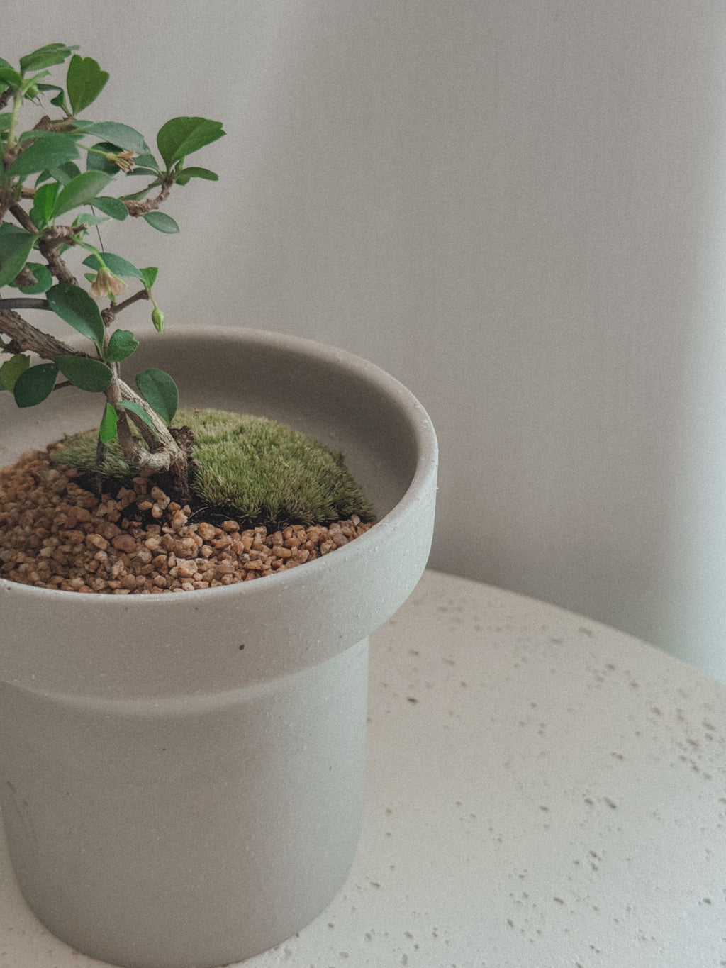 Fukien Tea Tree Bonsai