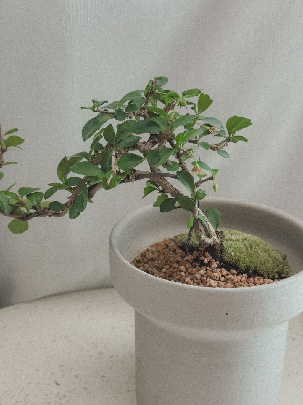 Fukien Tea Tree Bonsai