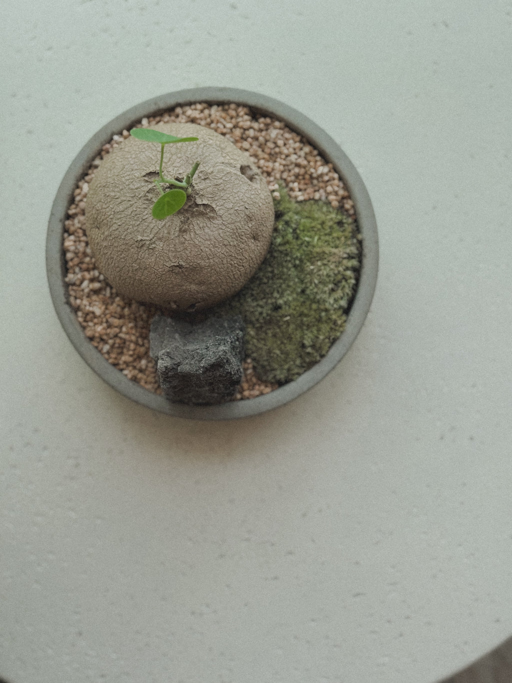 Stephania Erecta with Miniscape
