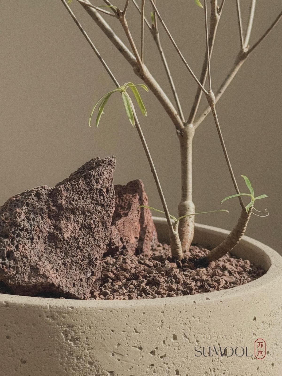 Euphorbia Hedyotoides