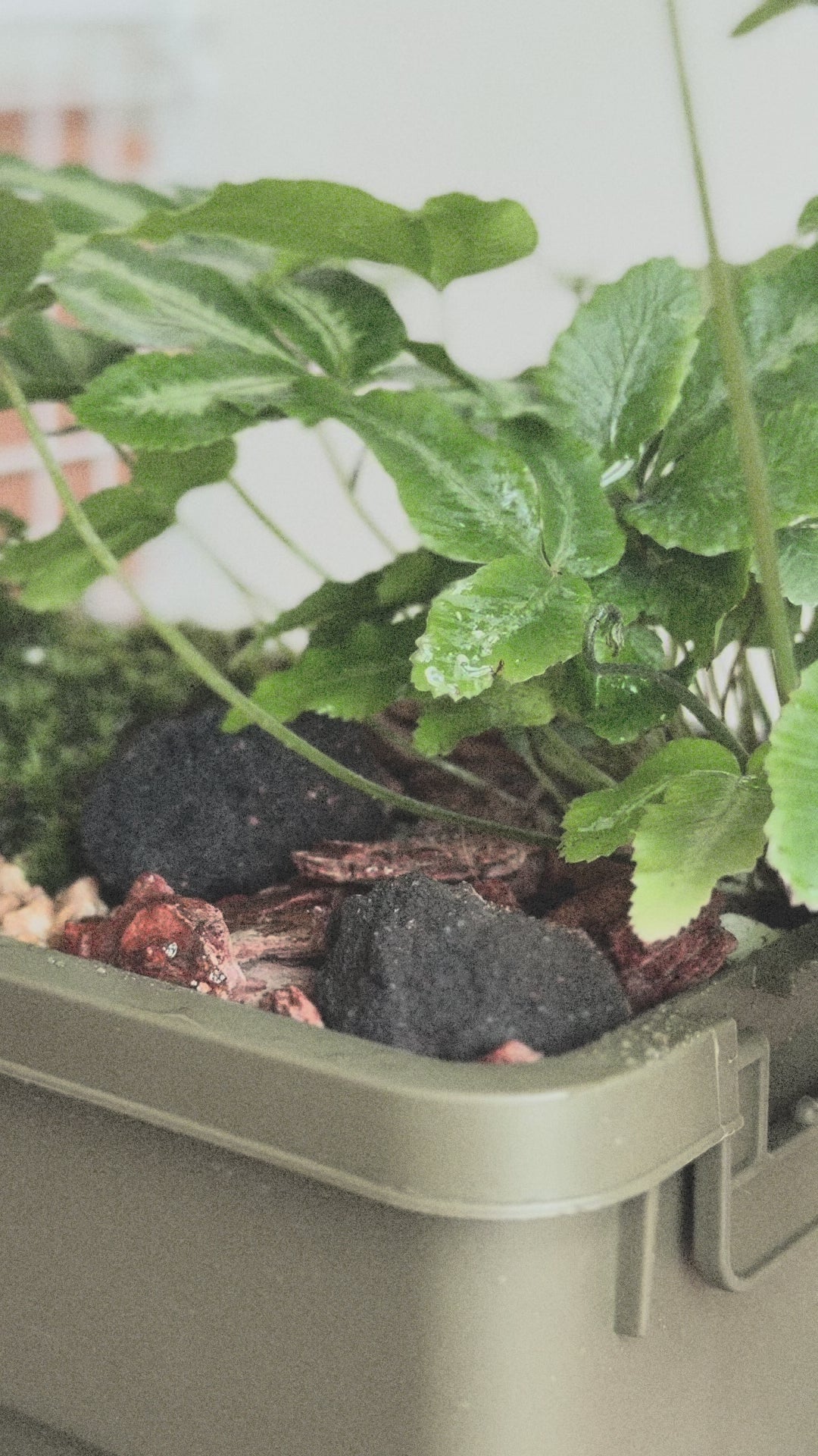 sumool forest crate 01