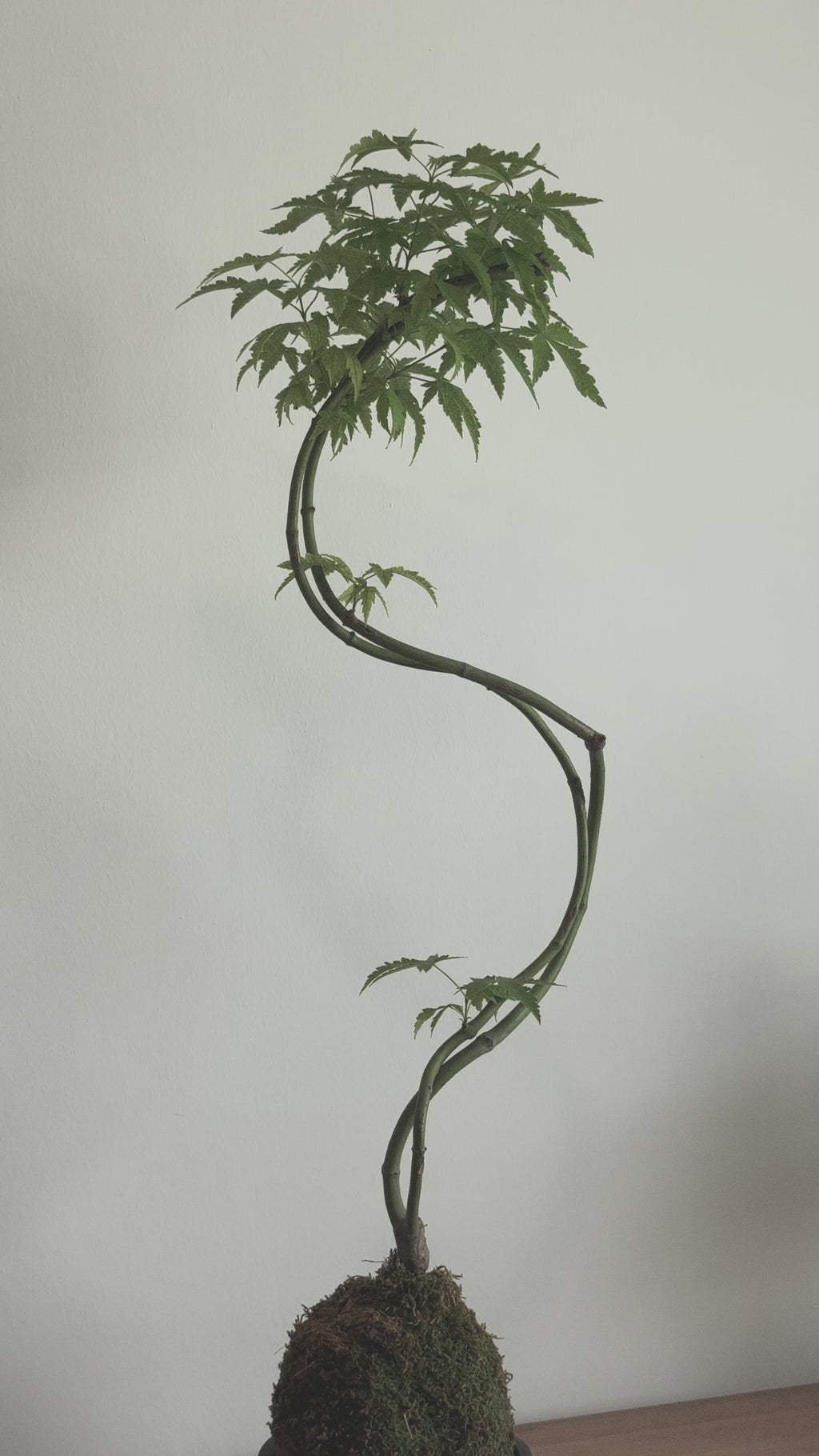 Japanese Maple kokedama