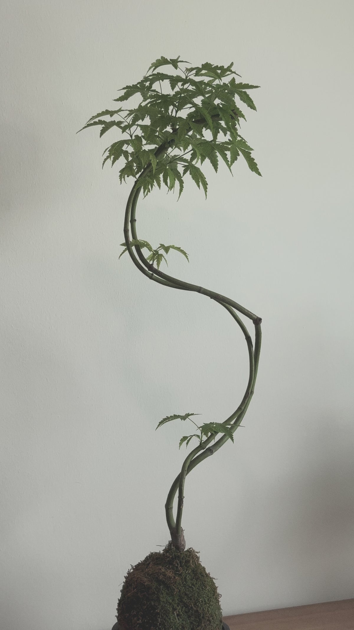 Japanese Maple kokedama