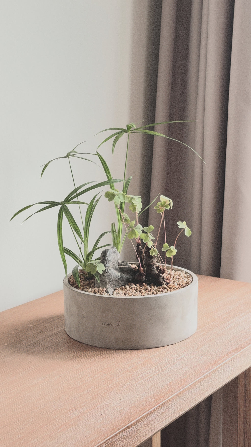 Lucky meadow : Cyperus alternifolius & Clover