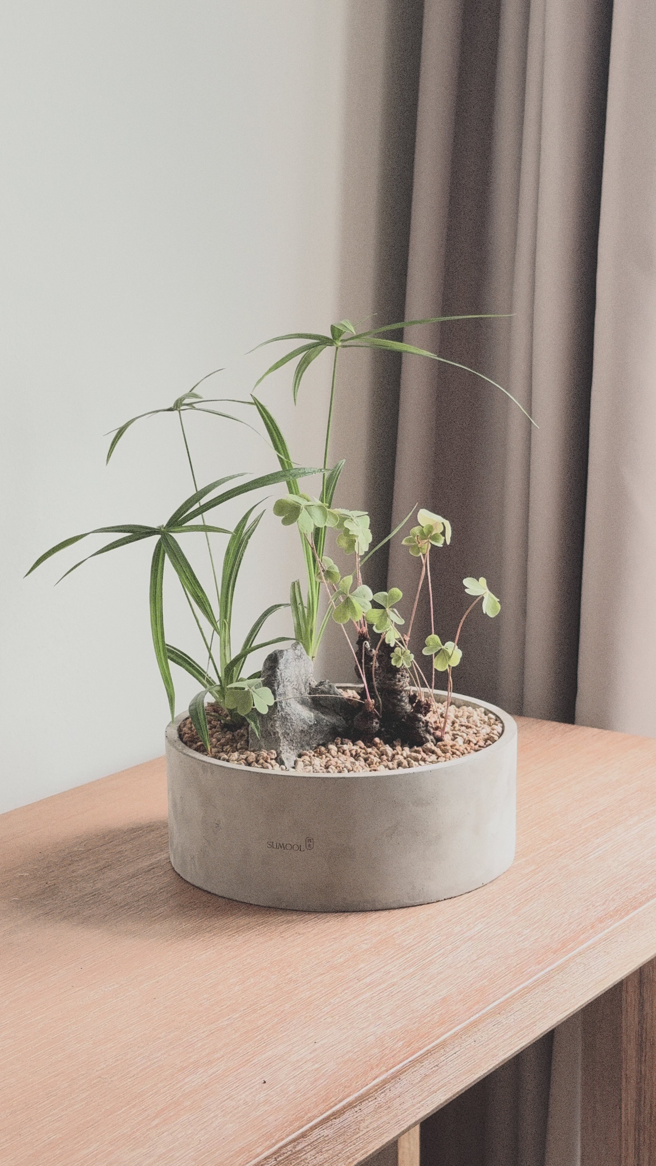 Lucky meadow : Cyperus alternifolius & Clover
