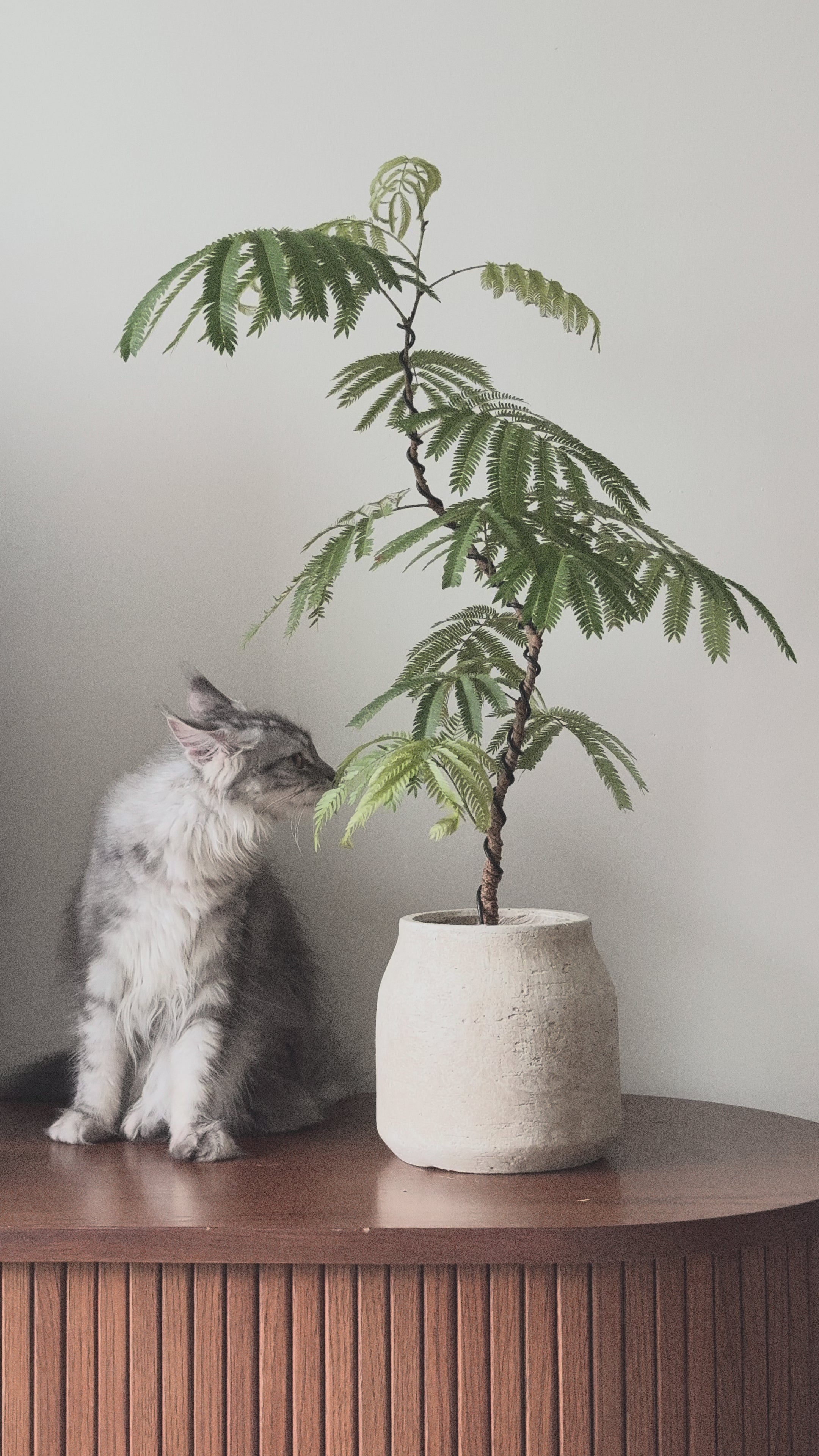 Everfresh Tree (Small)