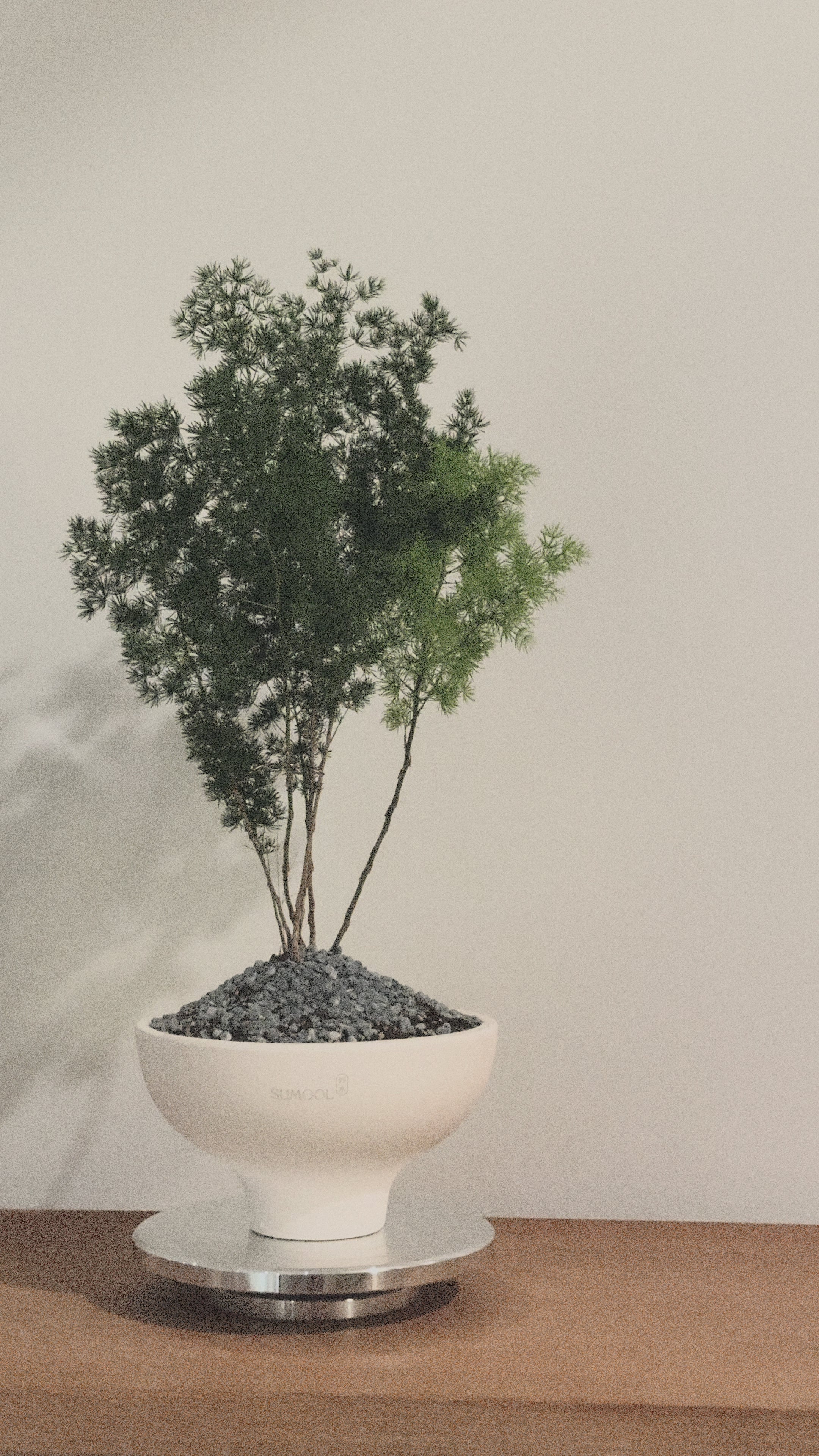Asparagus Retrofractus