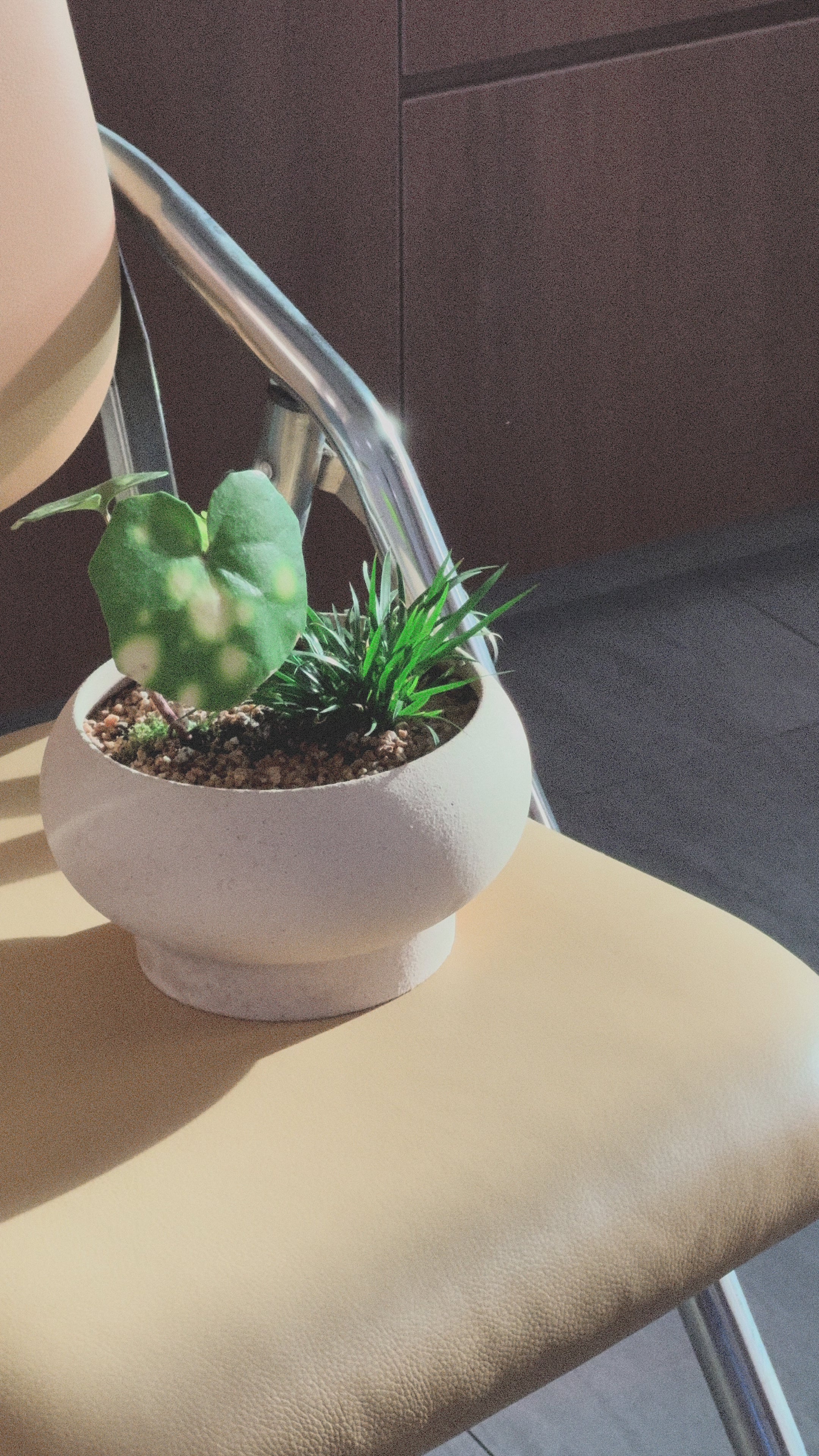 Firefly Leopard (Farfugium japonicum)