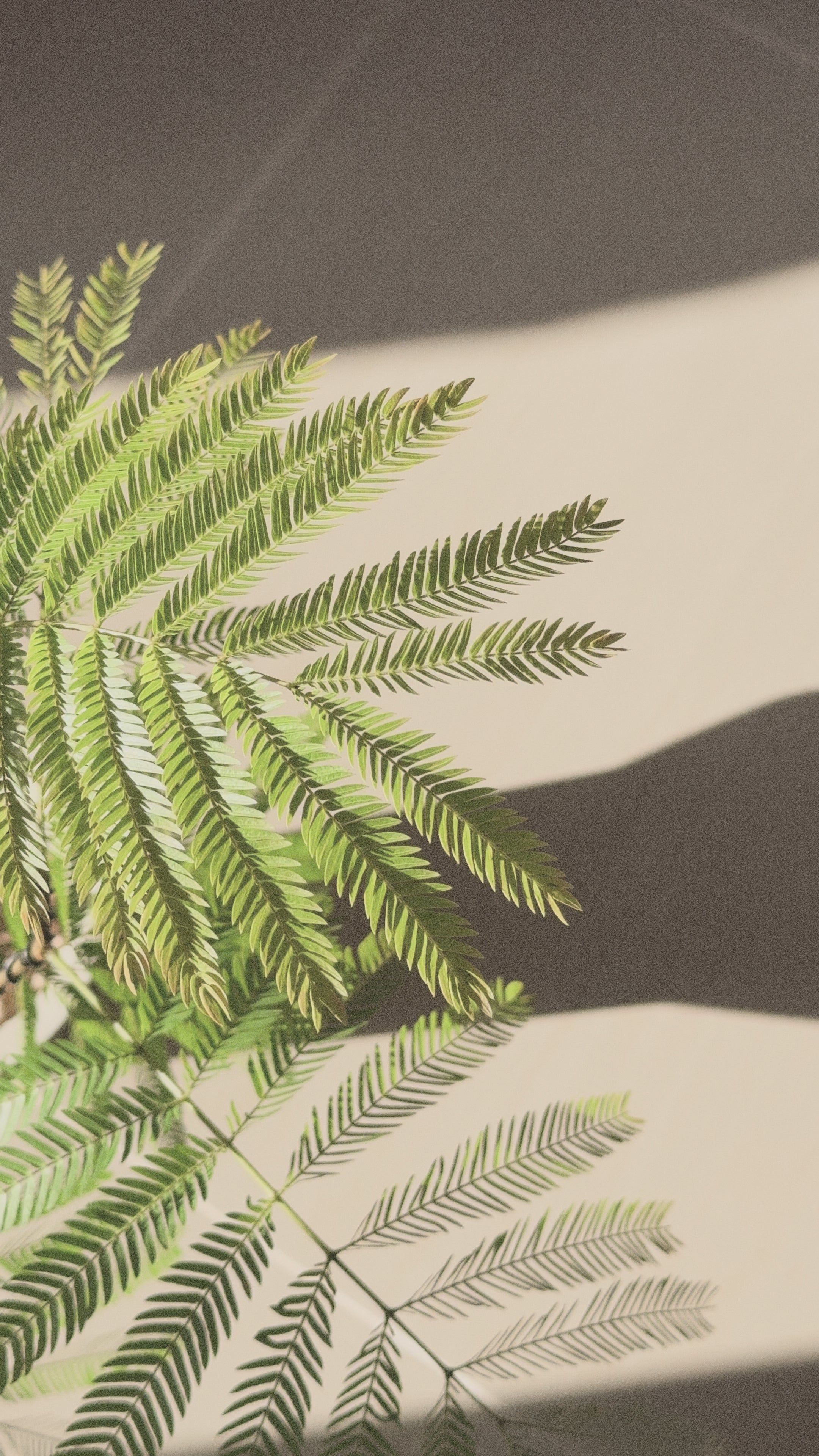 Everfresh Tree (Small)