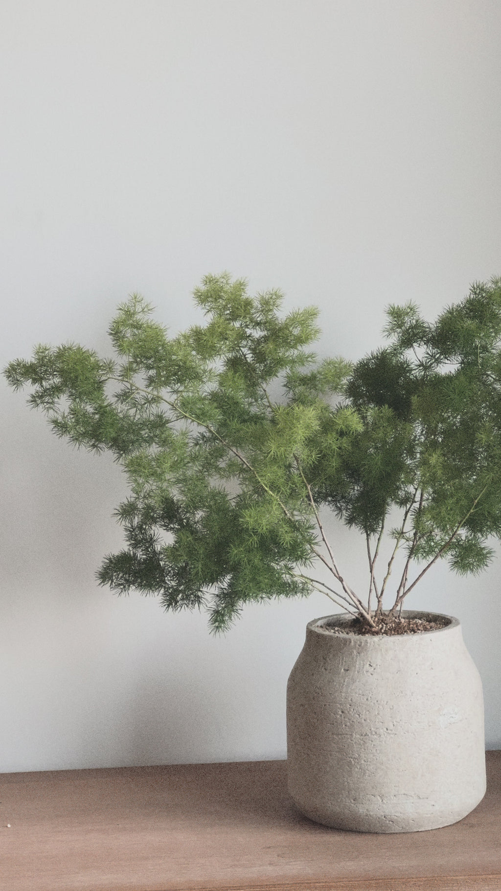 Asparagus Retrofractus in Sand pot