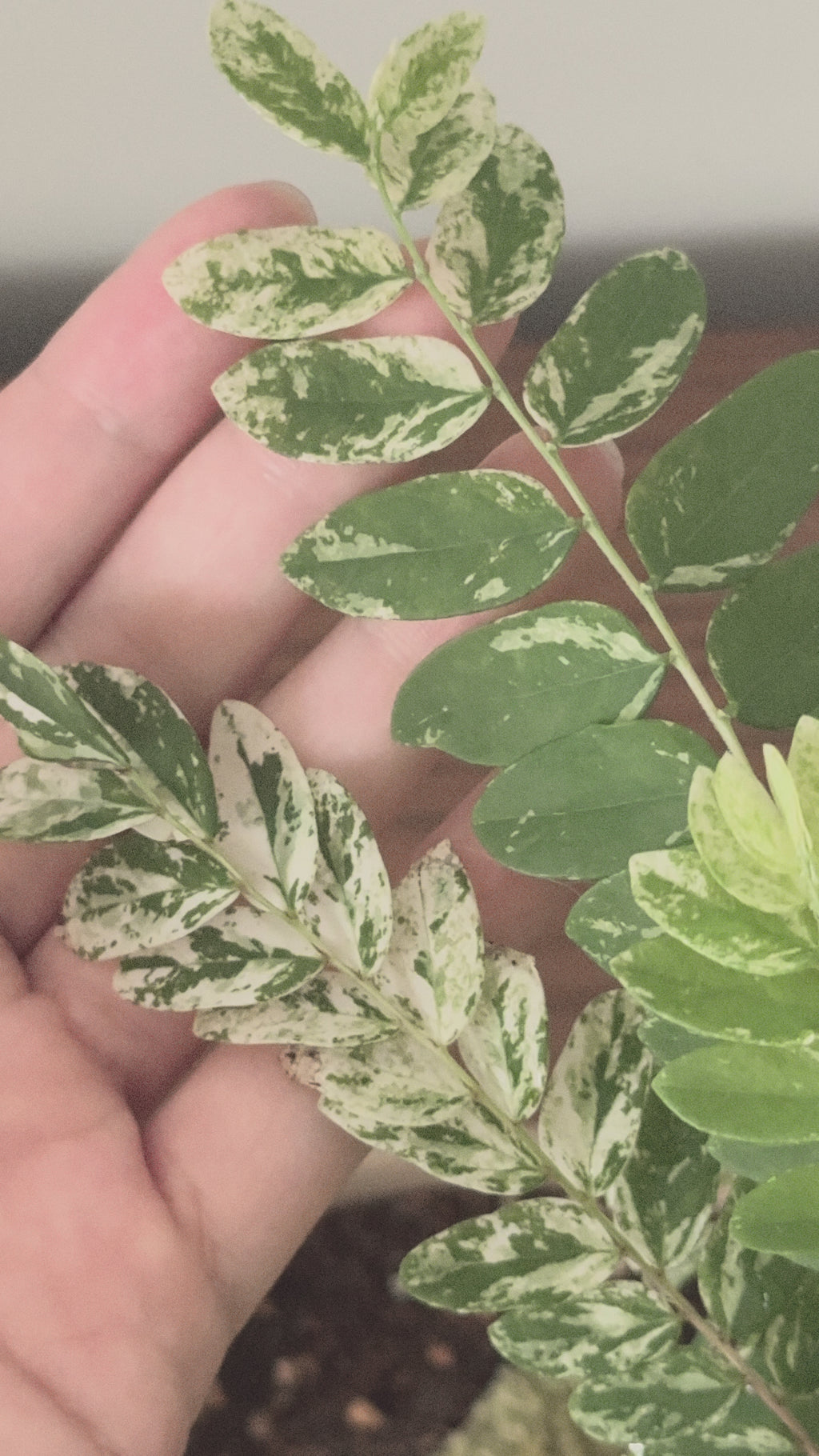 Variegated Phyllanthus Pulcher