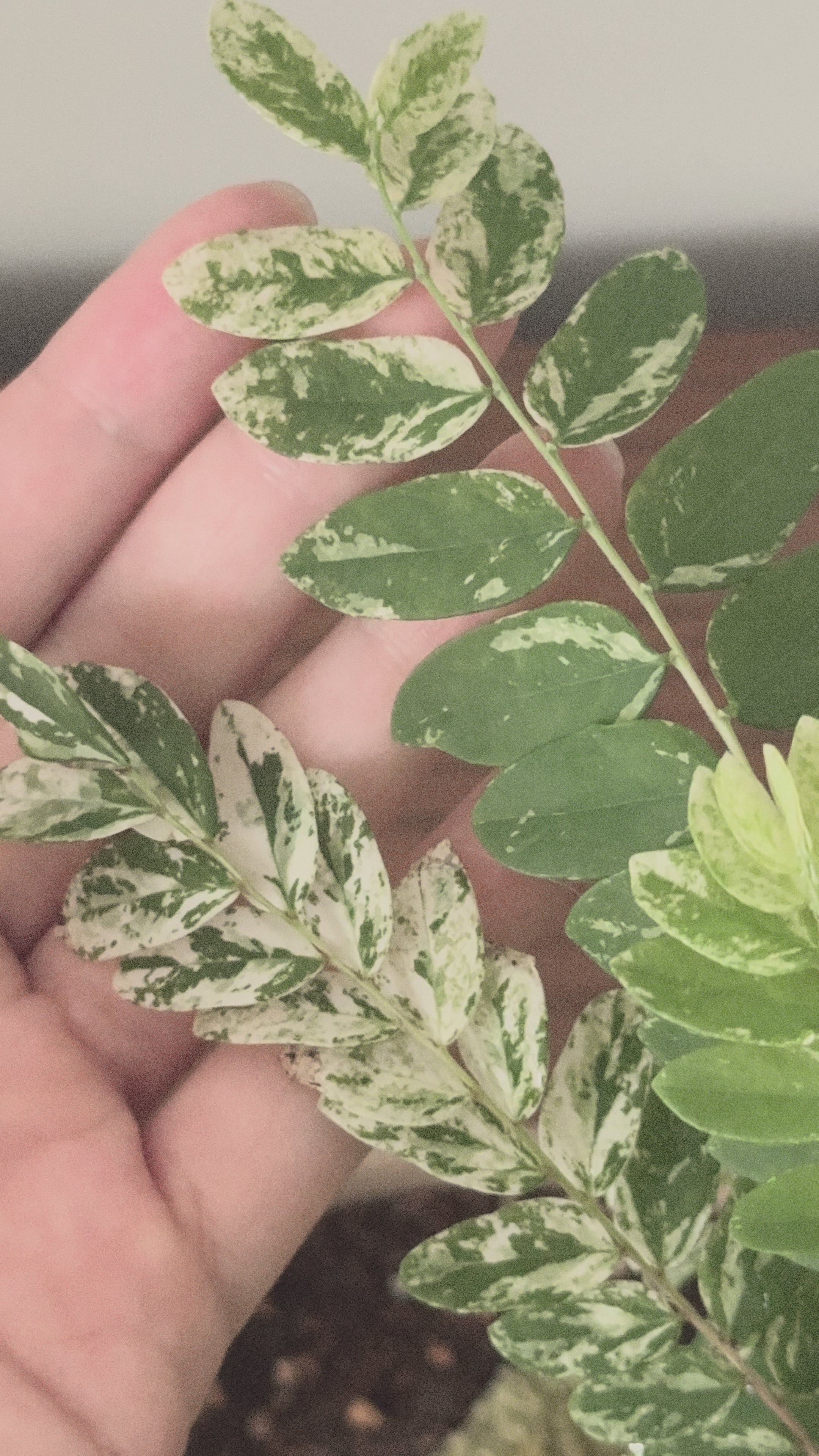 Variegated Phyllanthus Pulcher