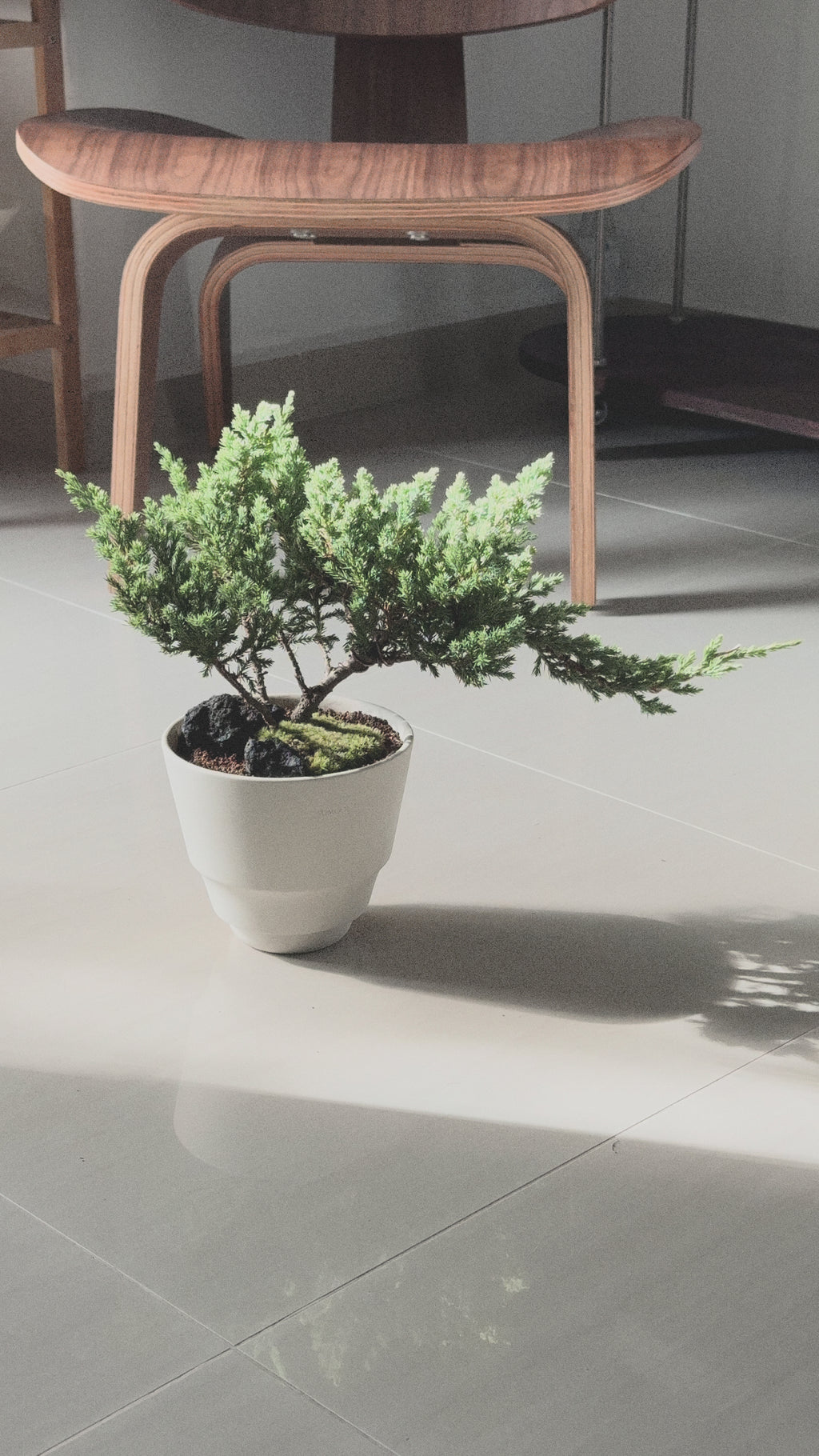 Japanese Juniper Sleeping Pine in Creamu Pot