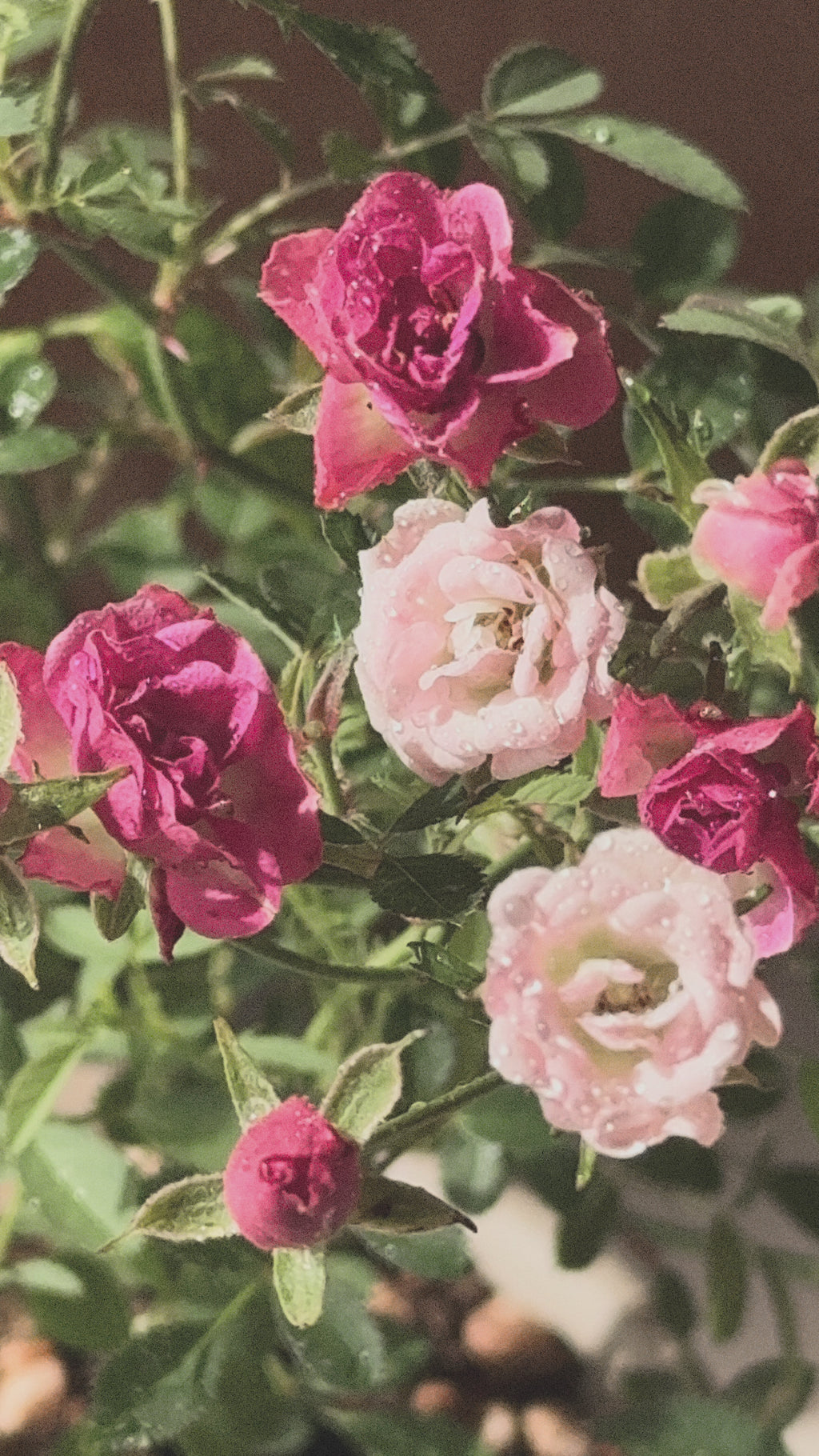 Japanese Fairy Rose Mini