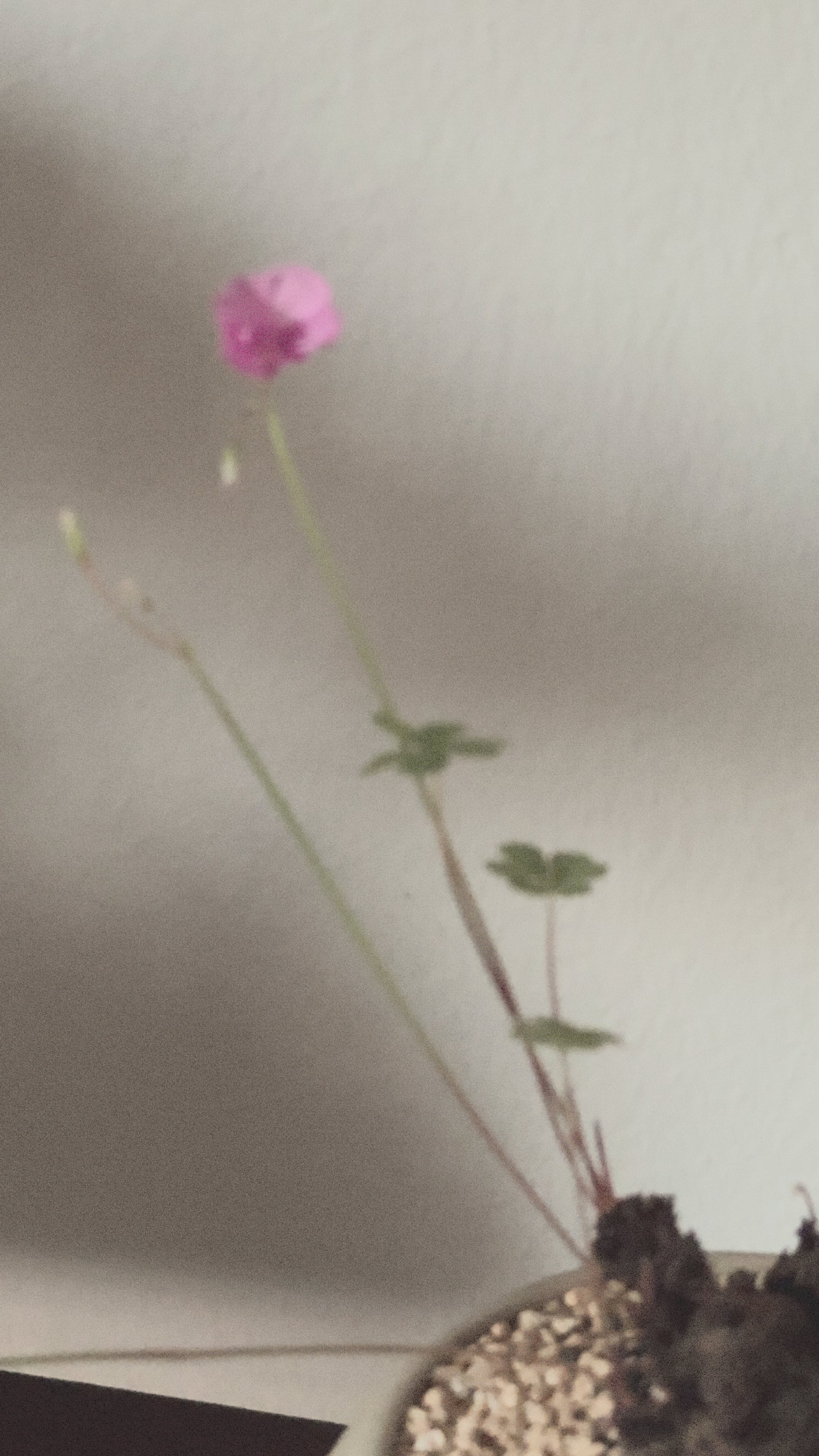 Oxalis Triangularis (Three-Leaf Clover)