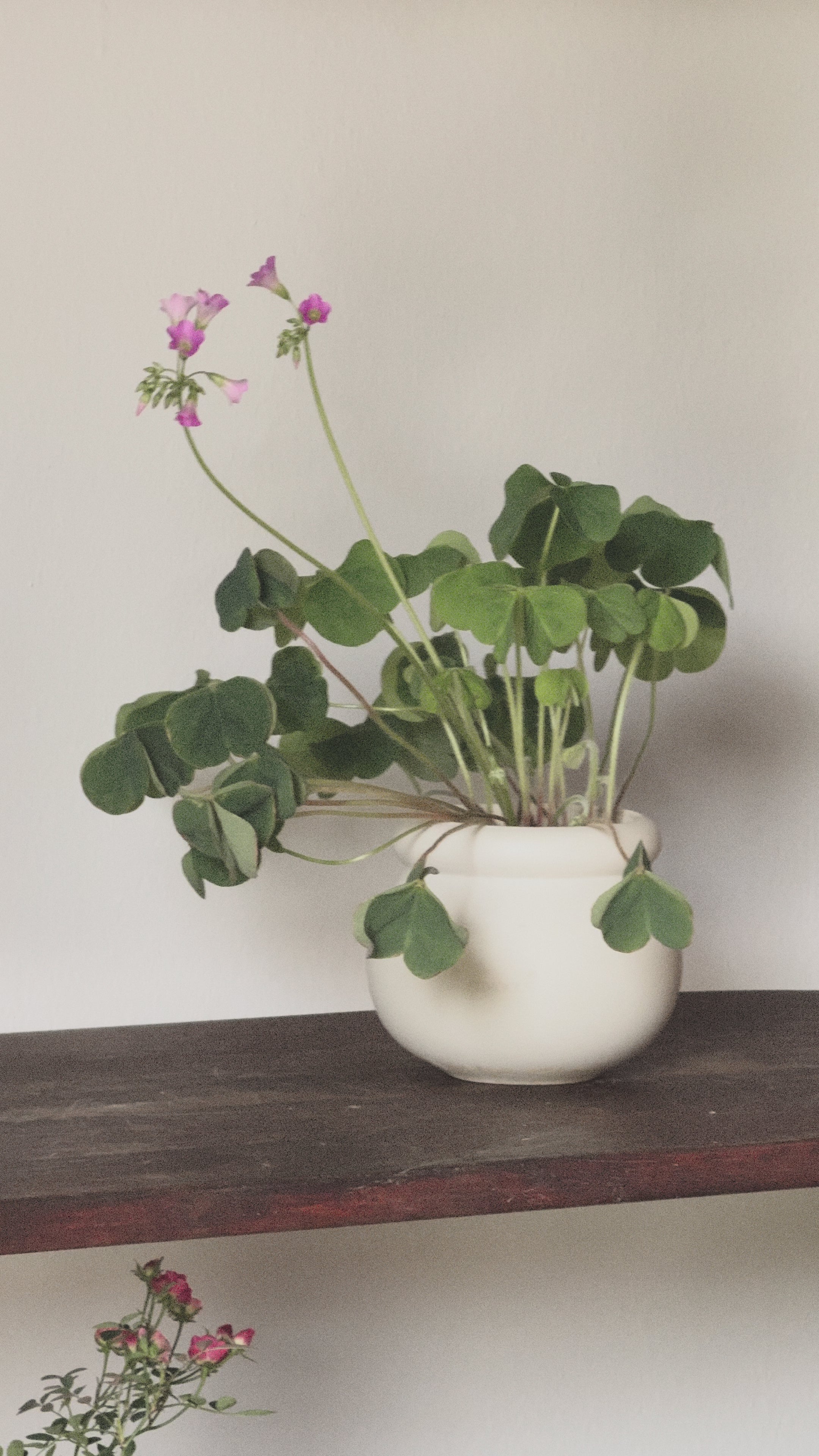 Pink Woodsorrel (Oxalis Debilis)