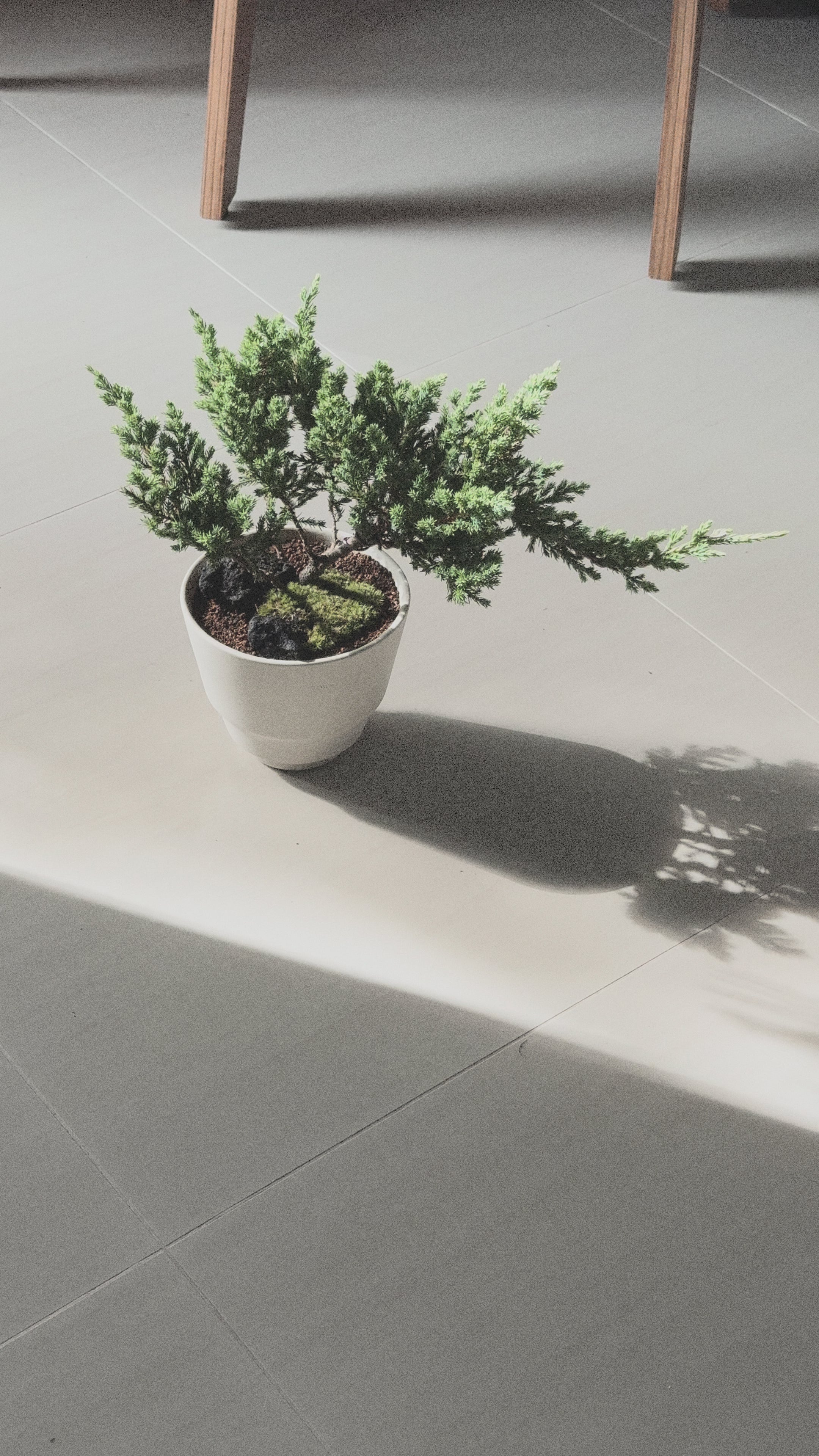 Japanese Juniper Sleeping Pine in Creamu Pot