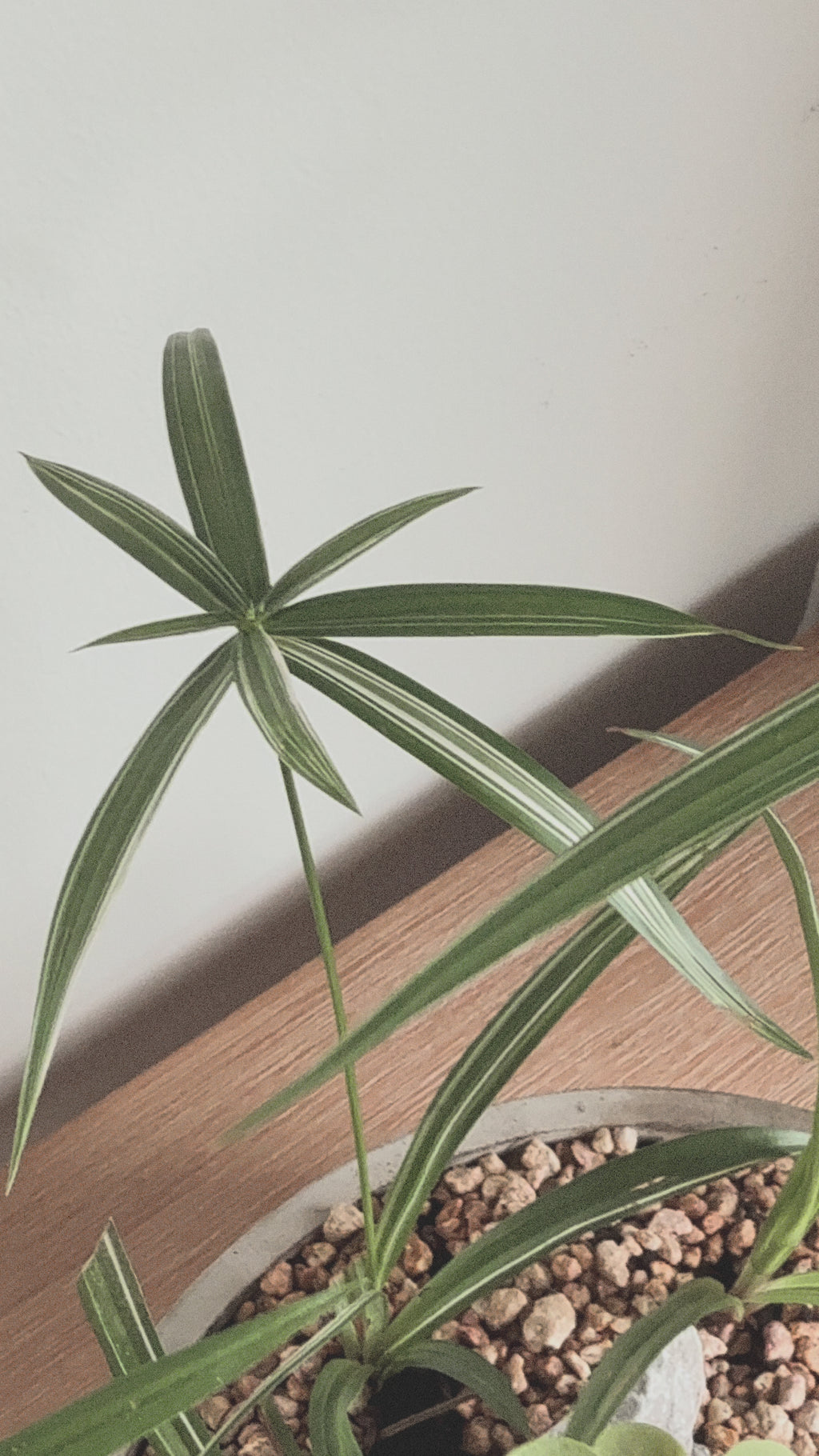 Lucky meadow : Cyperus alternifolius & Clover