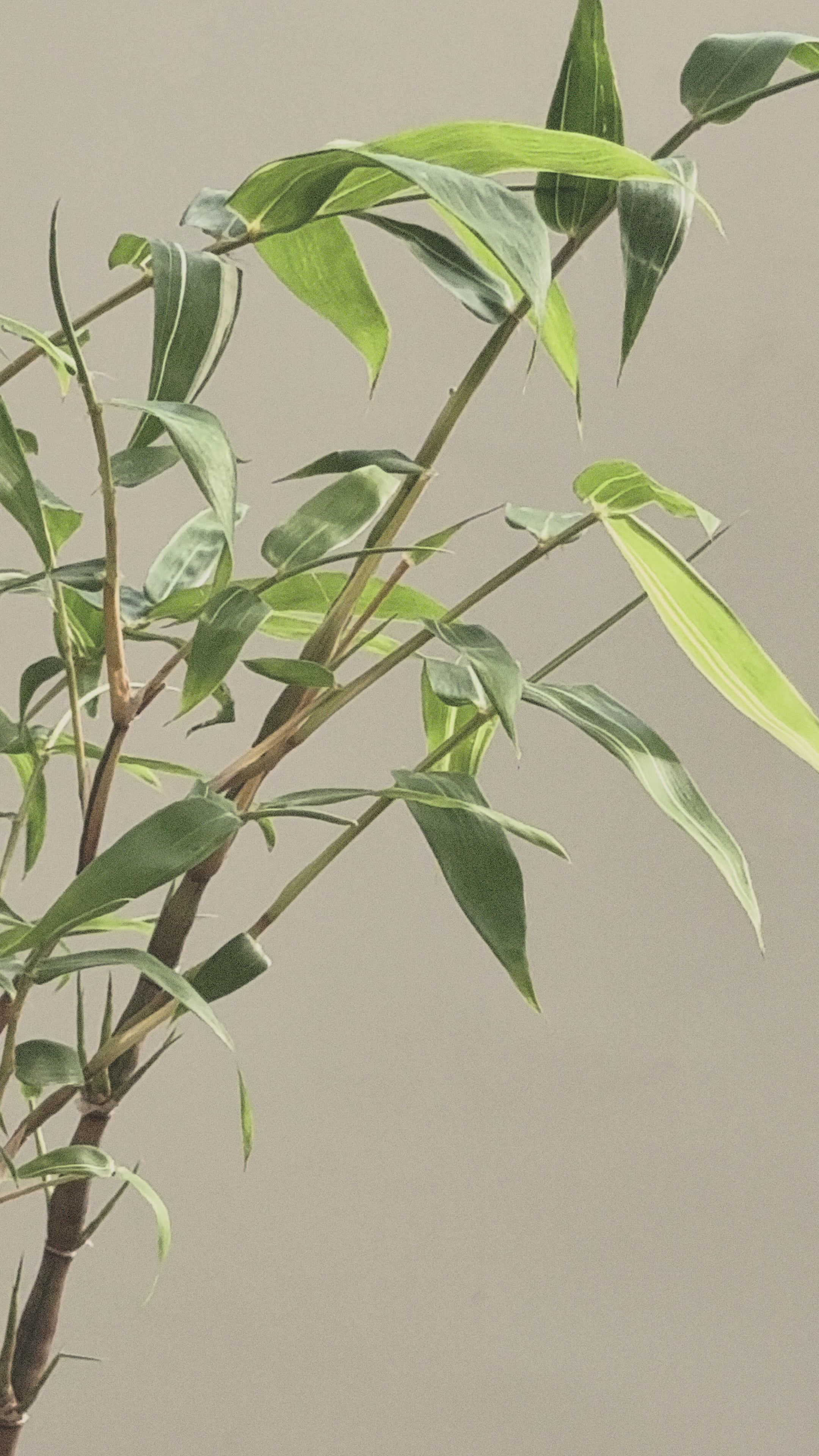 Yellow Variegated Bamboo (Compact Style)
