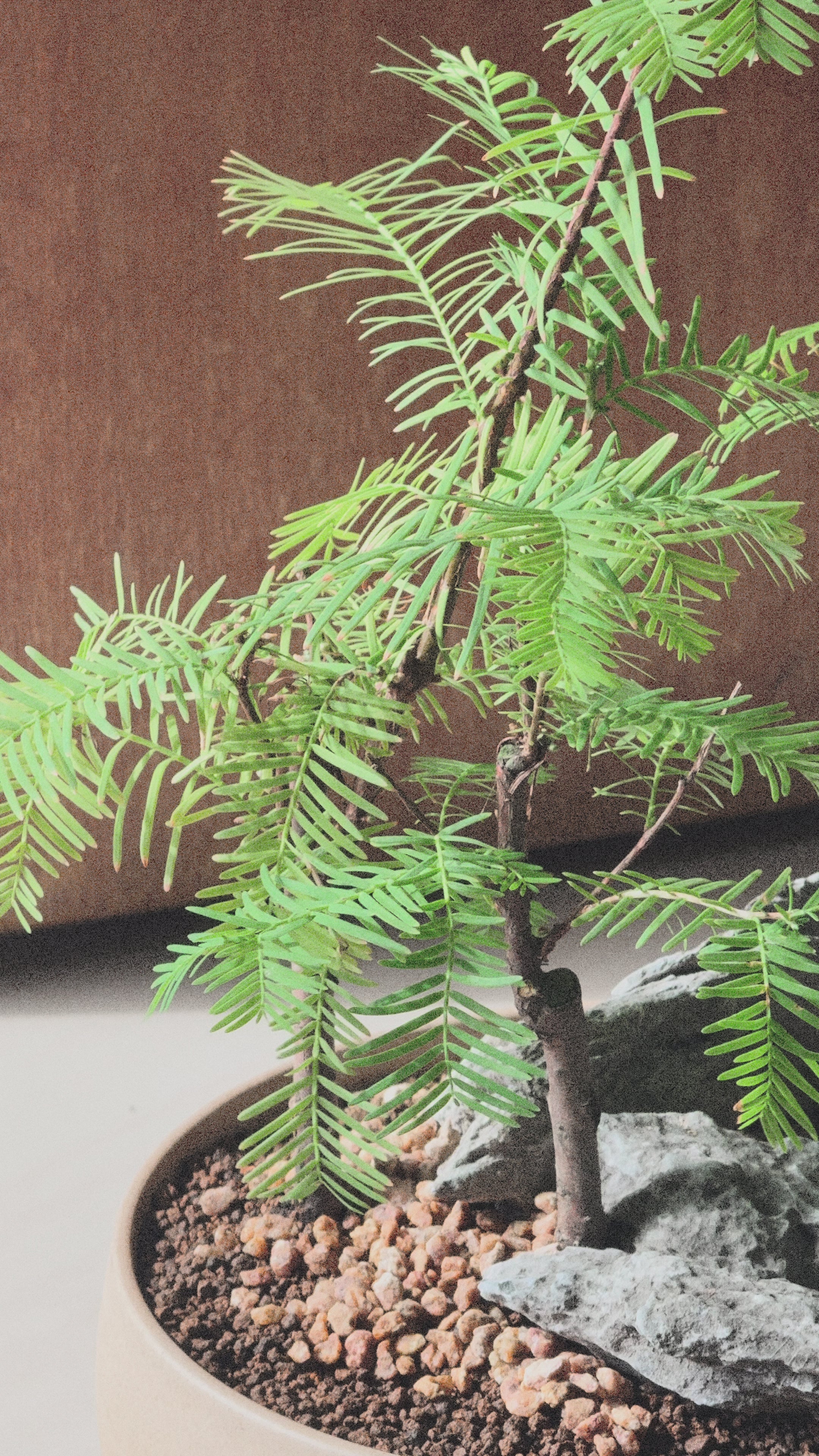 Dawn Redwood - Table forest style in round