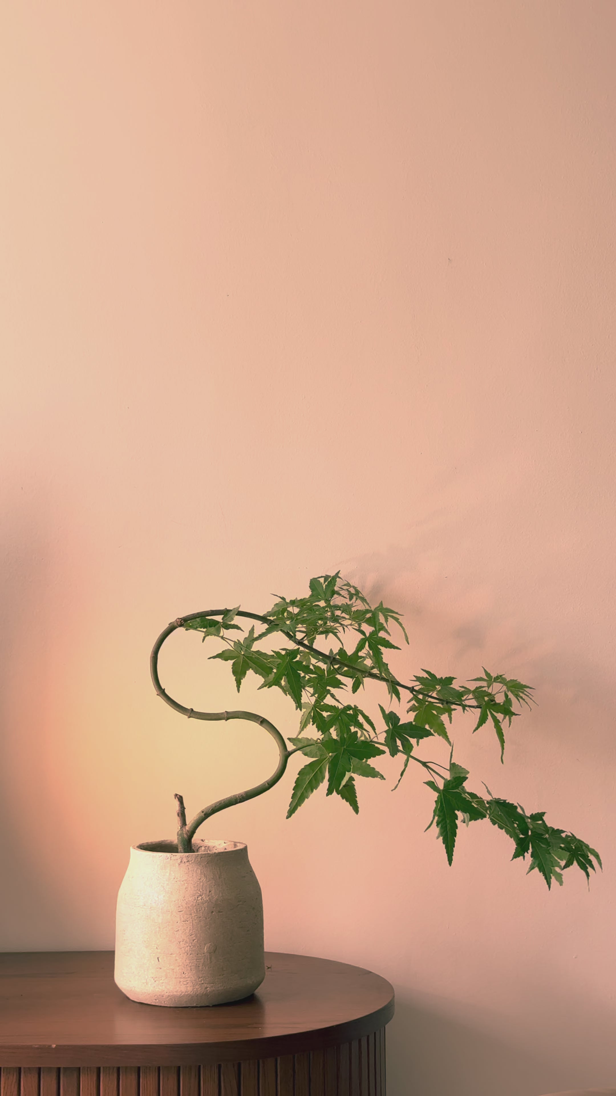 Acer platanoides Maple Bonsai