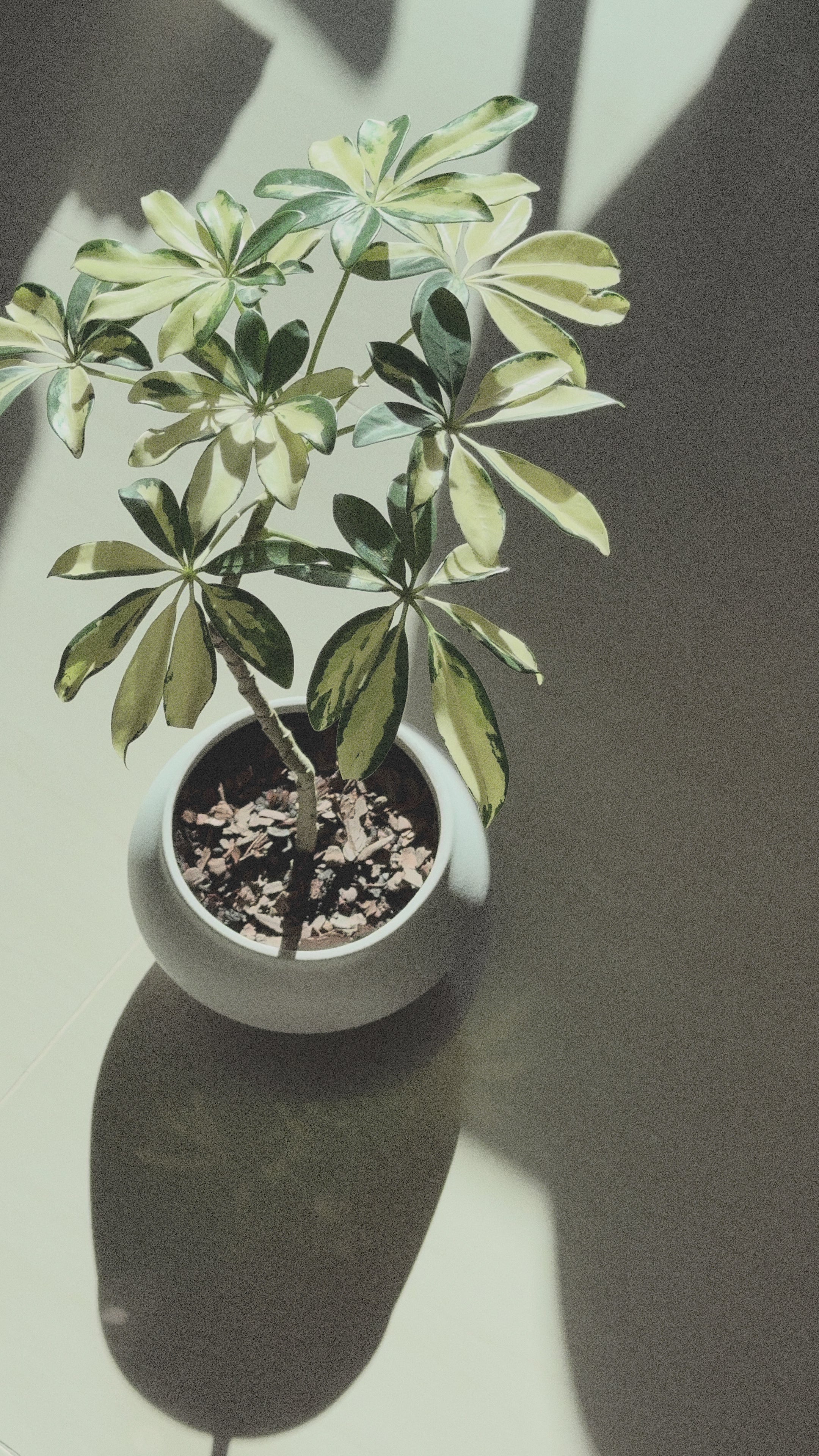 Schefflera Variegated