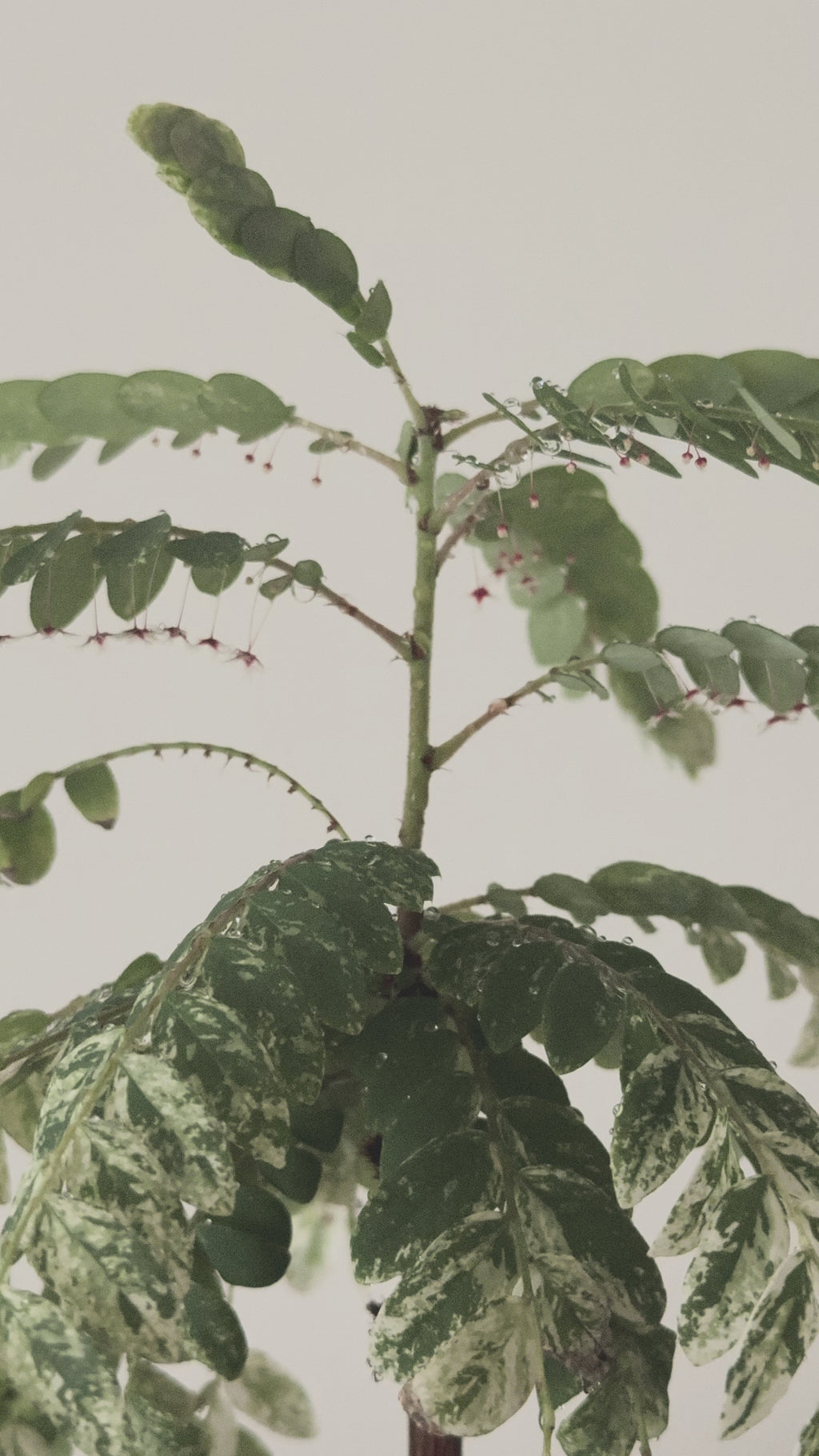 Variegated Phyllanthus Pulcher