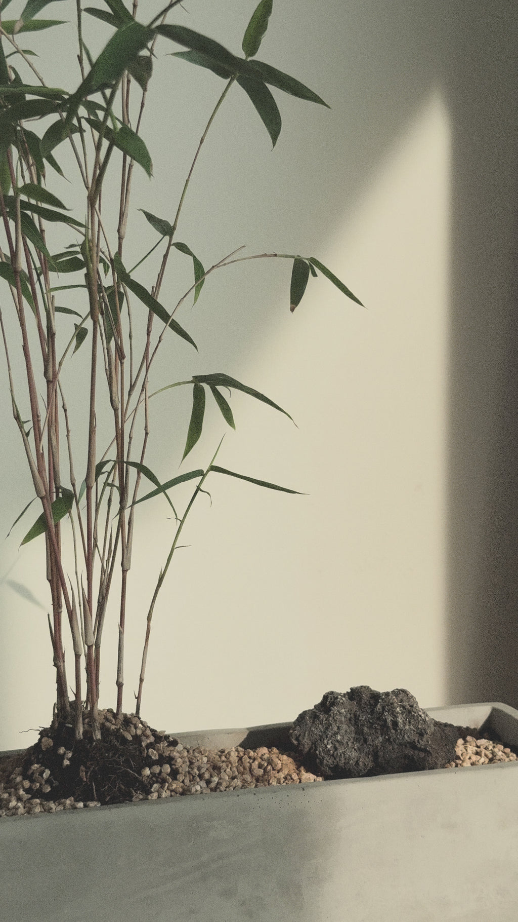 Variegated Bamboo