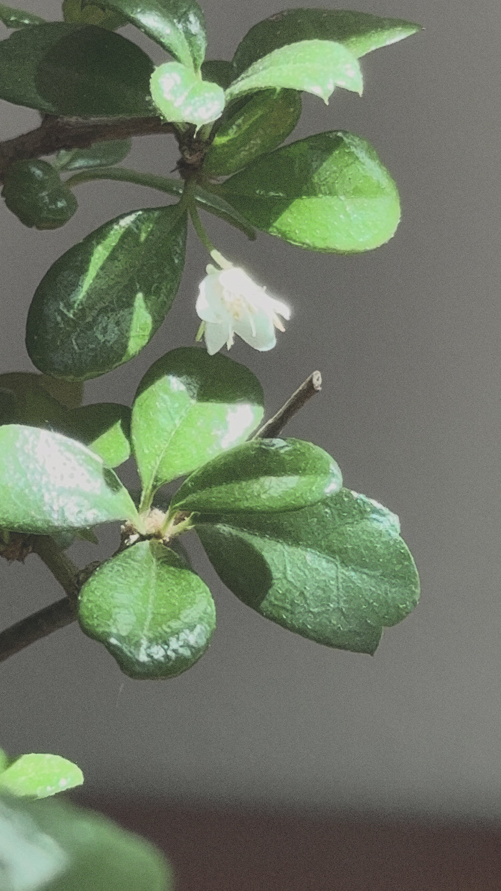 Fukien Tea Tree Bonsai