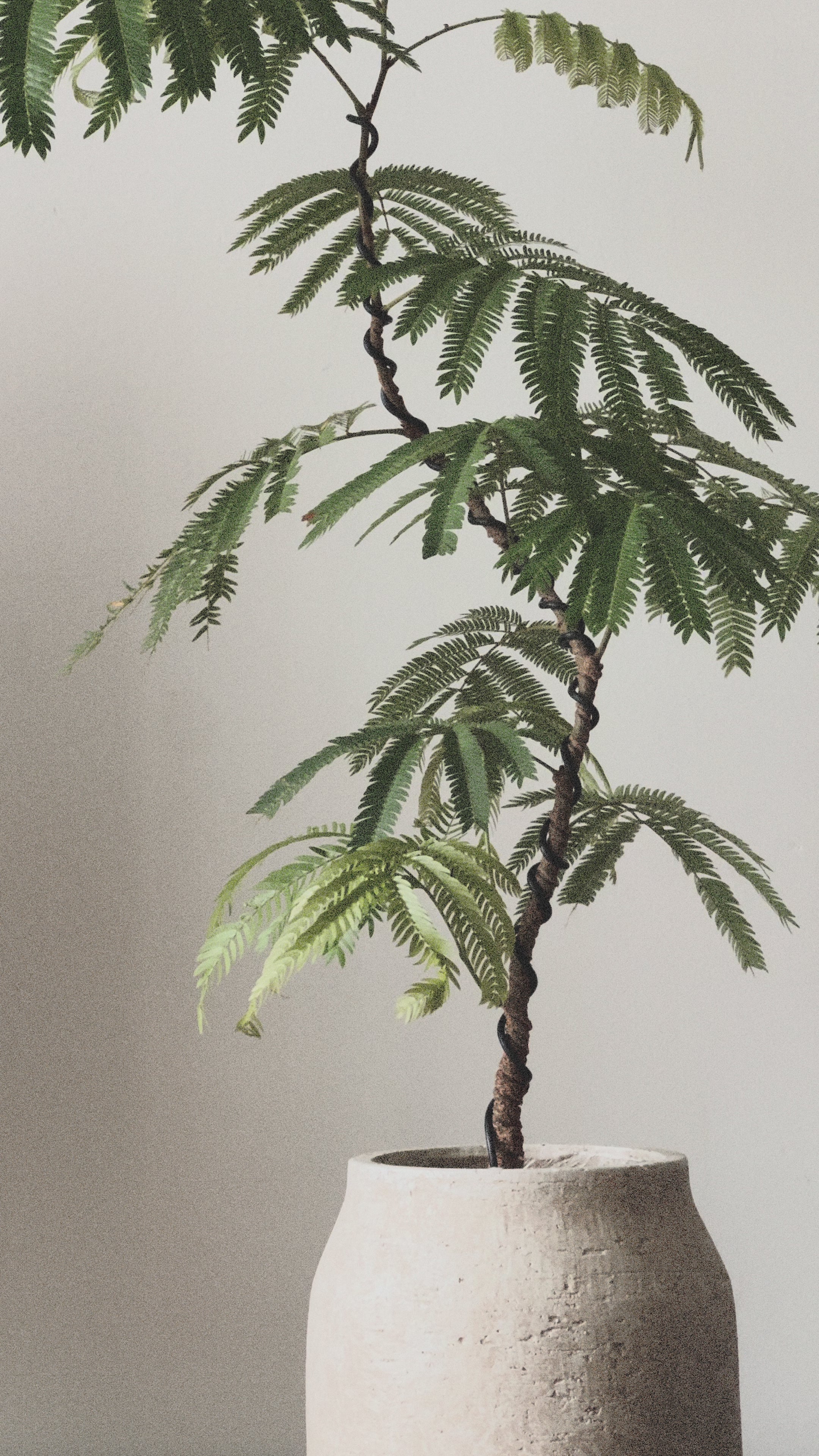 Everfresh Tree (Small)