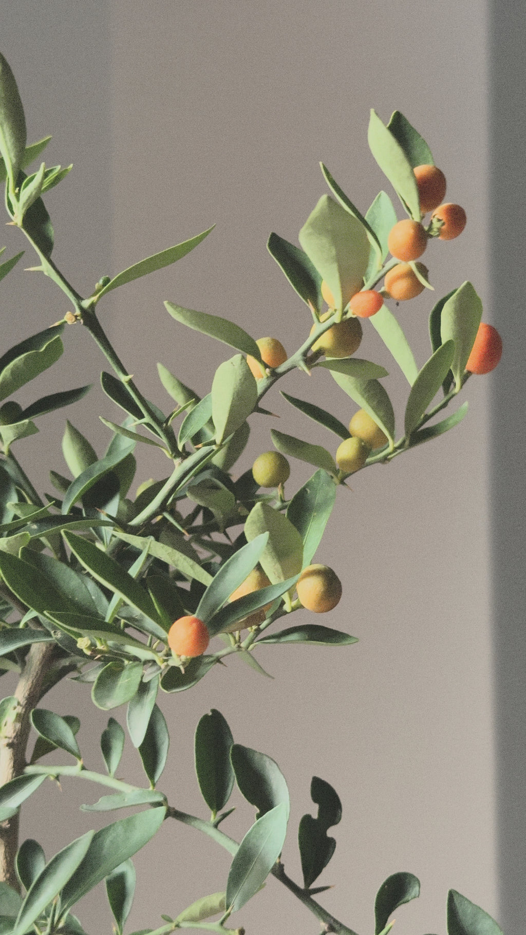 Lucky Kinkan, mini citrus tree (Fortunella Japonica)
