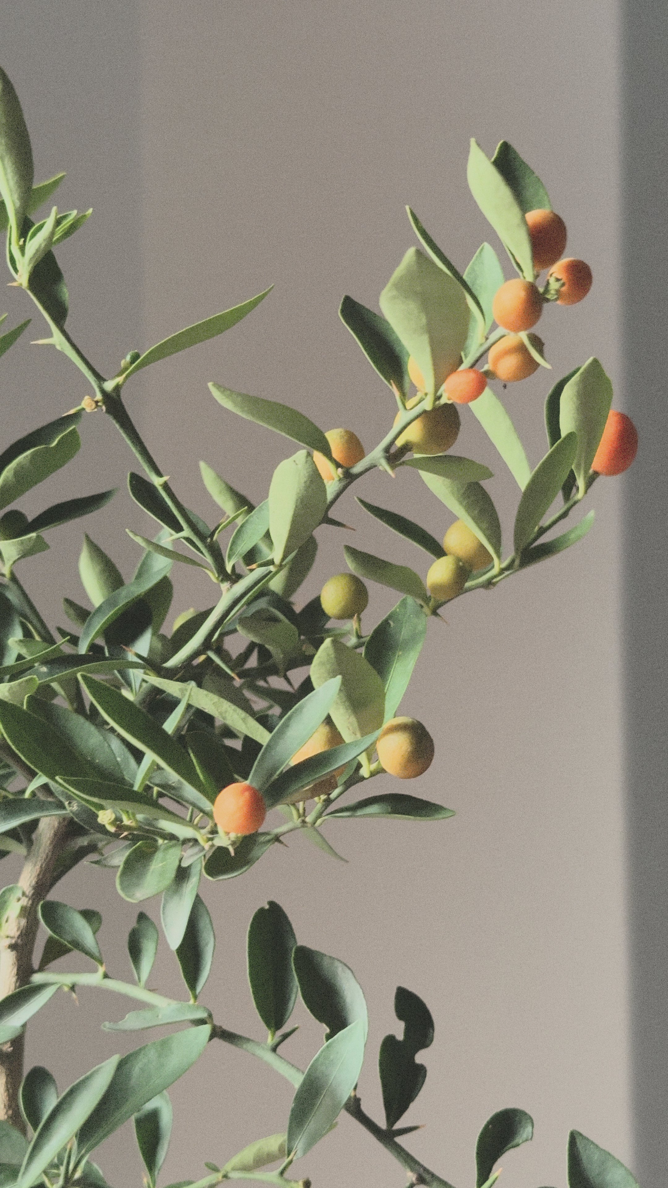 Lucky Kinkan, mini citrus tree (Fortunella Japonica)