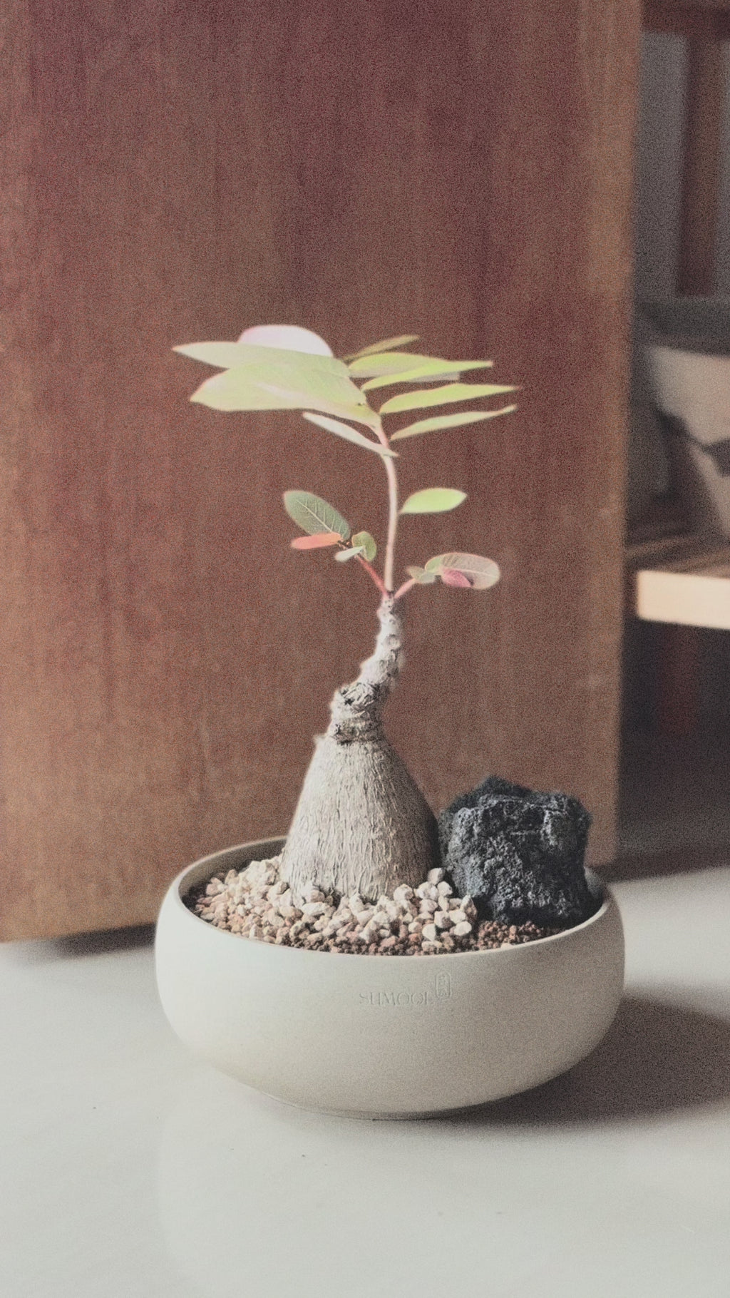 Phyllanthus Mirabillis M