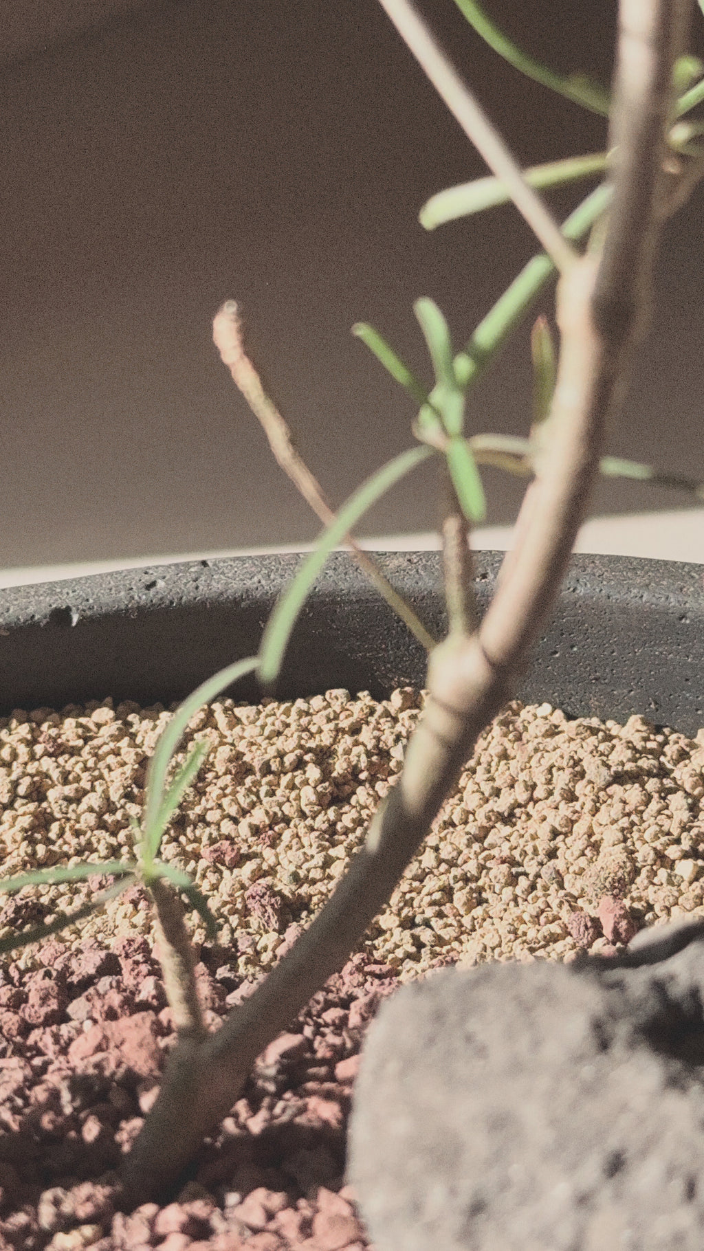 Euphorbia Hedyotoides (tall)