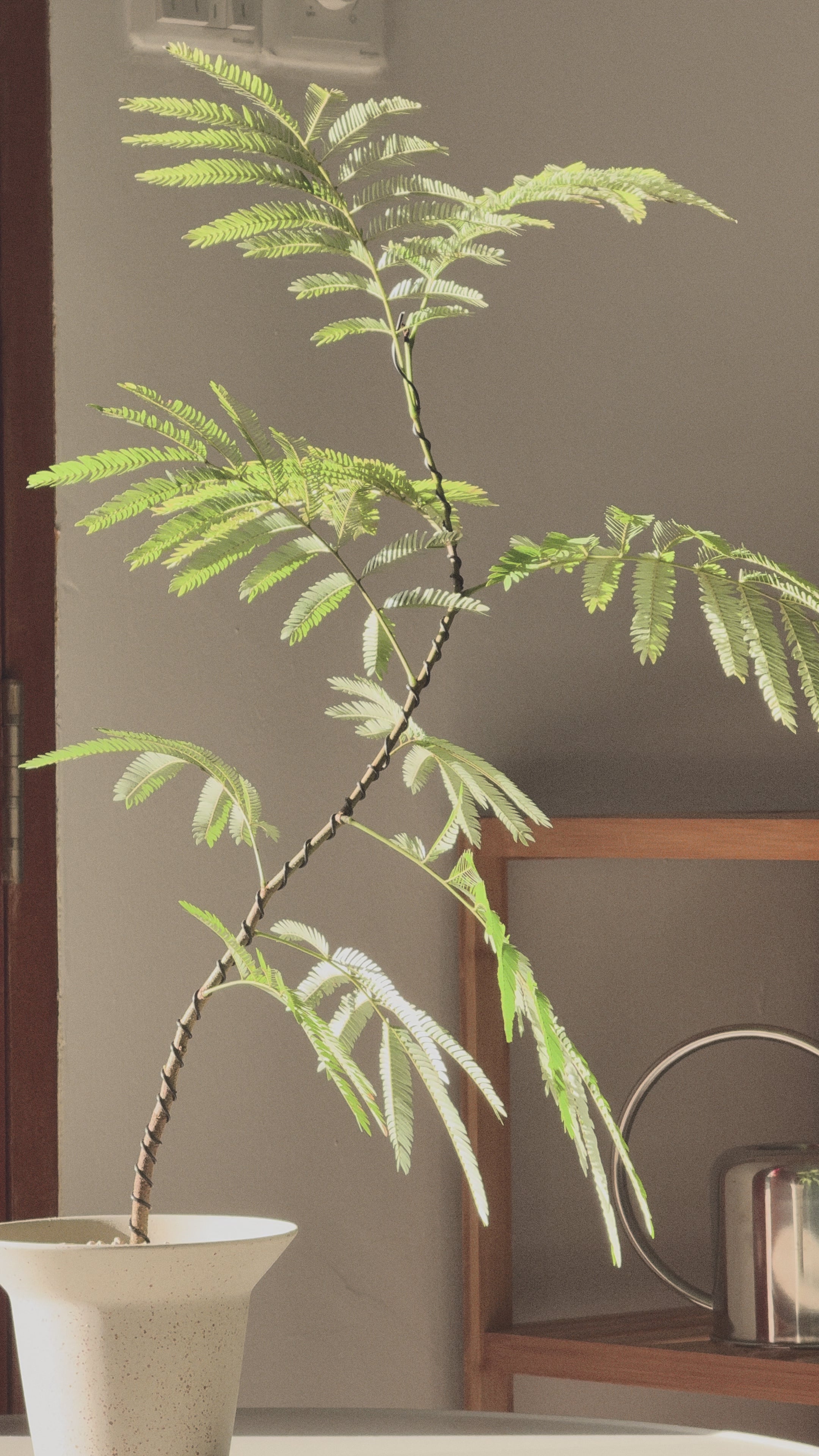 Everfresh Tree (Small)