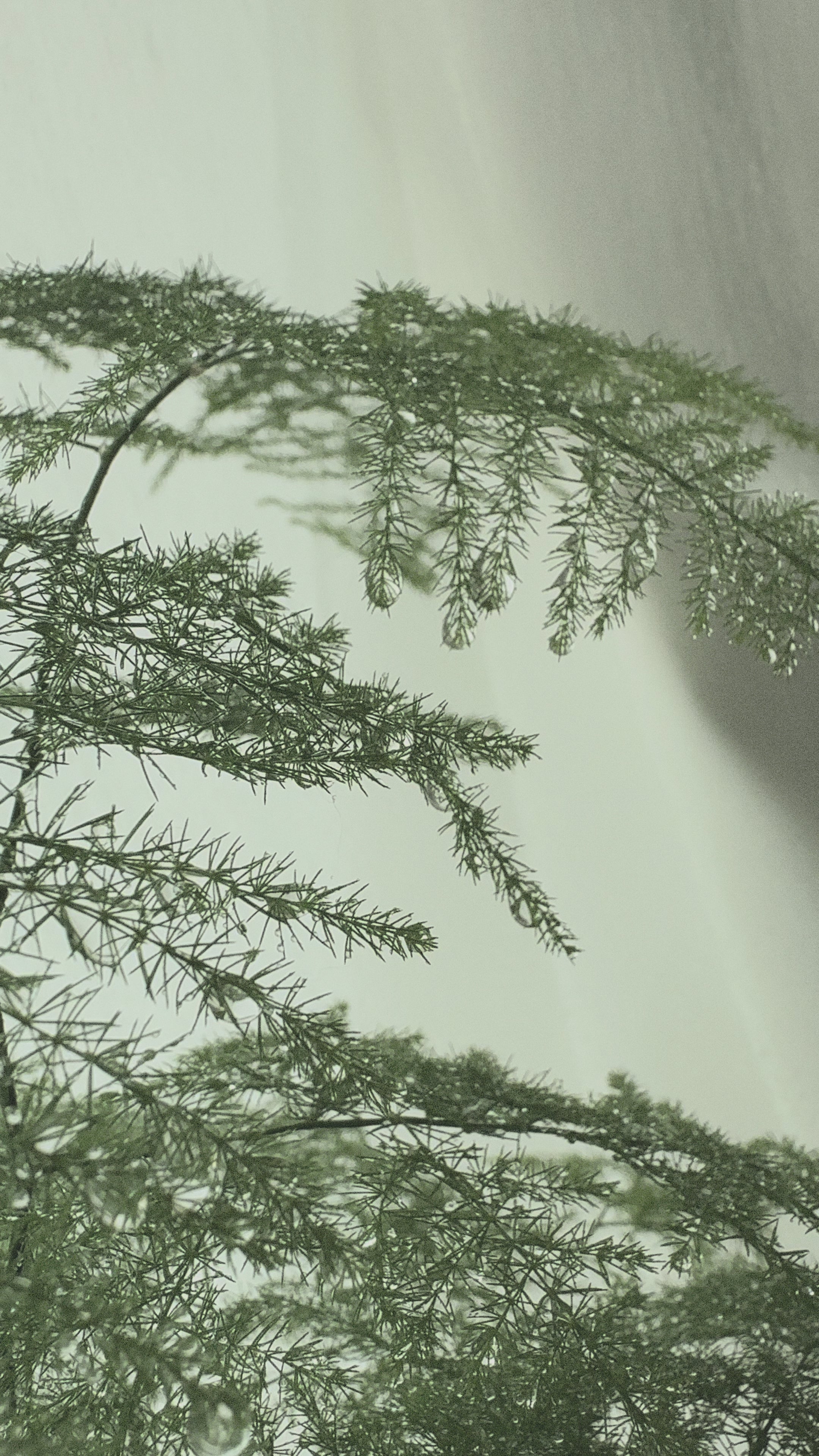 Asparagus Fern Table Forest style