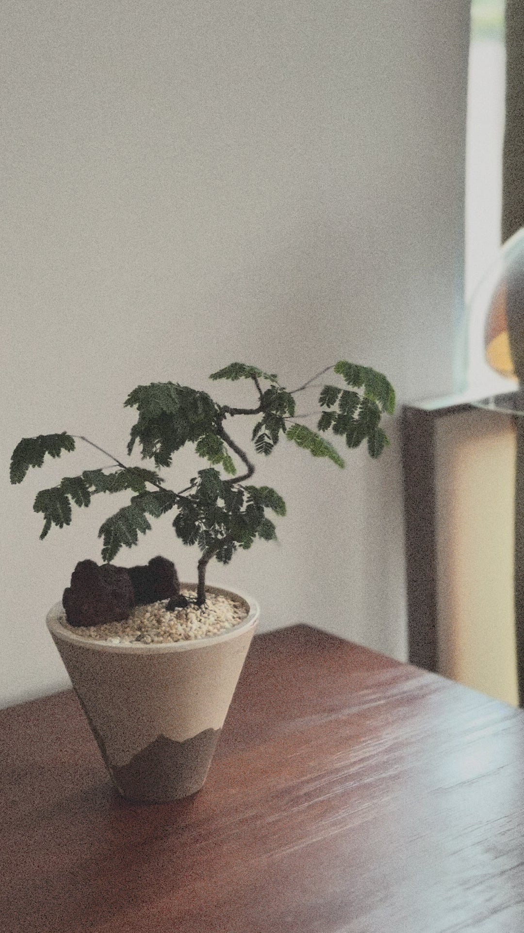 Divi Divi (Caesalpinia Coriaria)