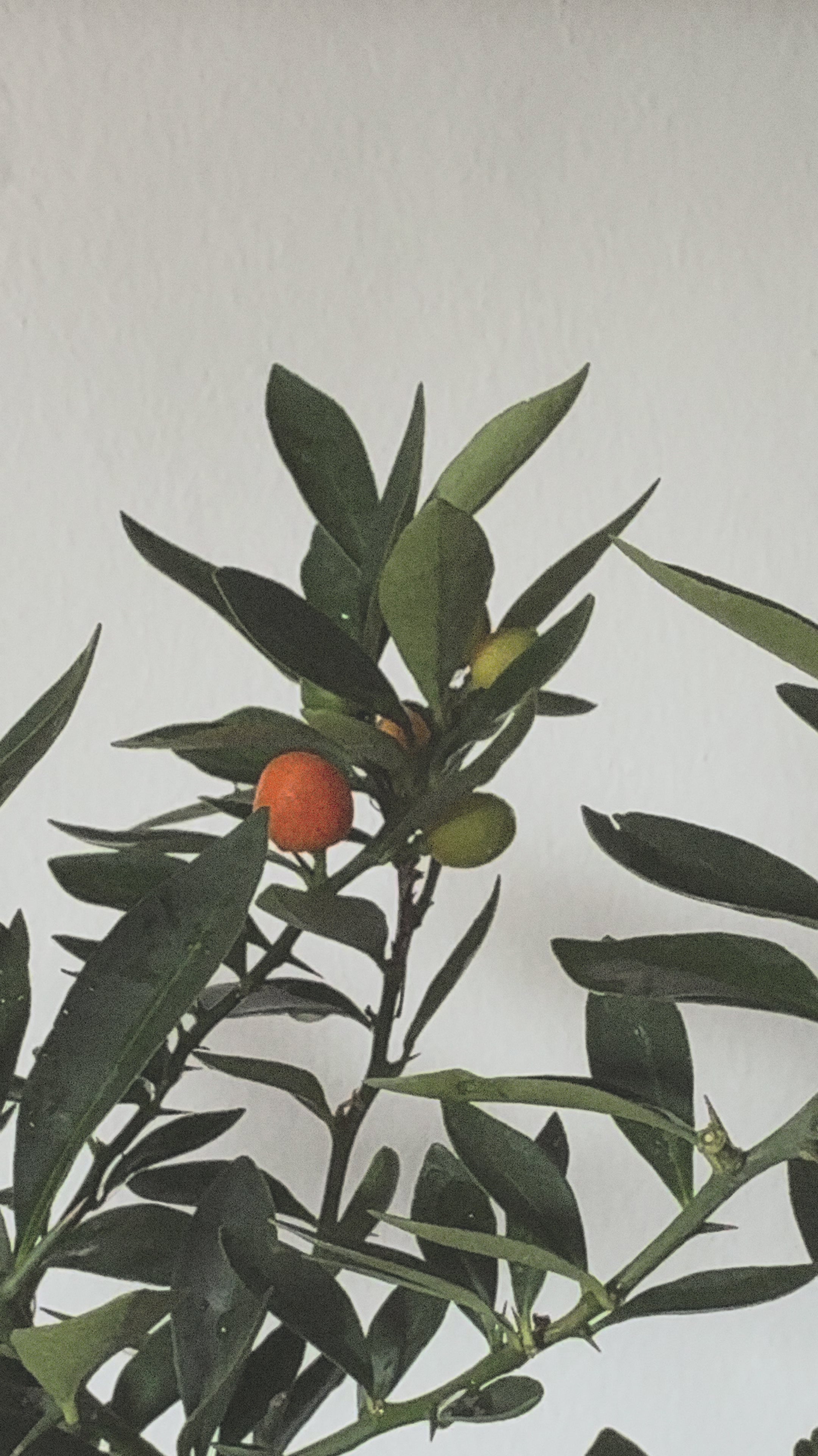 Lucky Kinkan in round pot