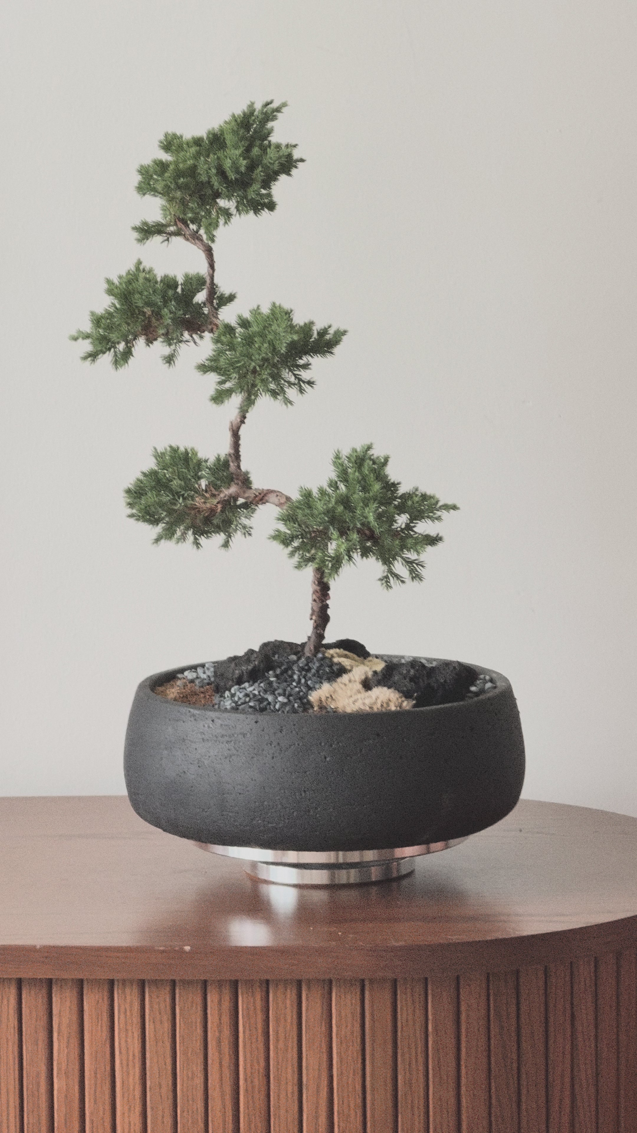Juniper Bonsai (5-Tier Style)