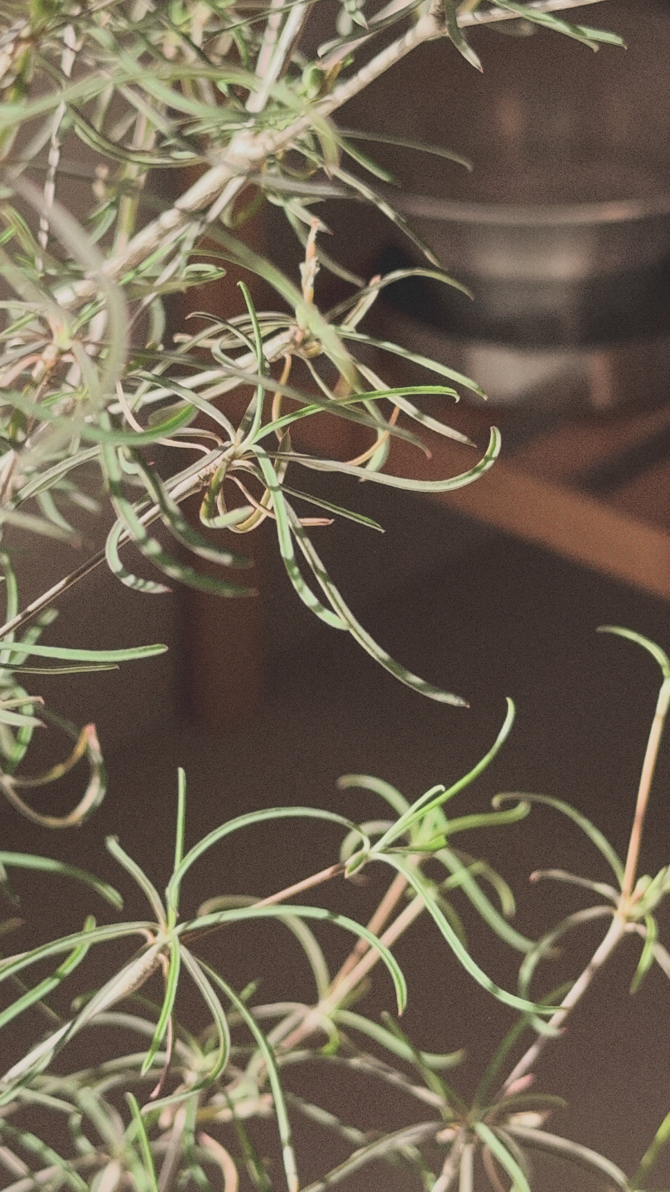 Euphorbia Hedyotoides (tall)