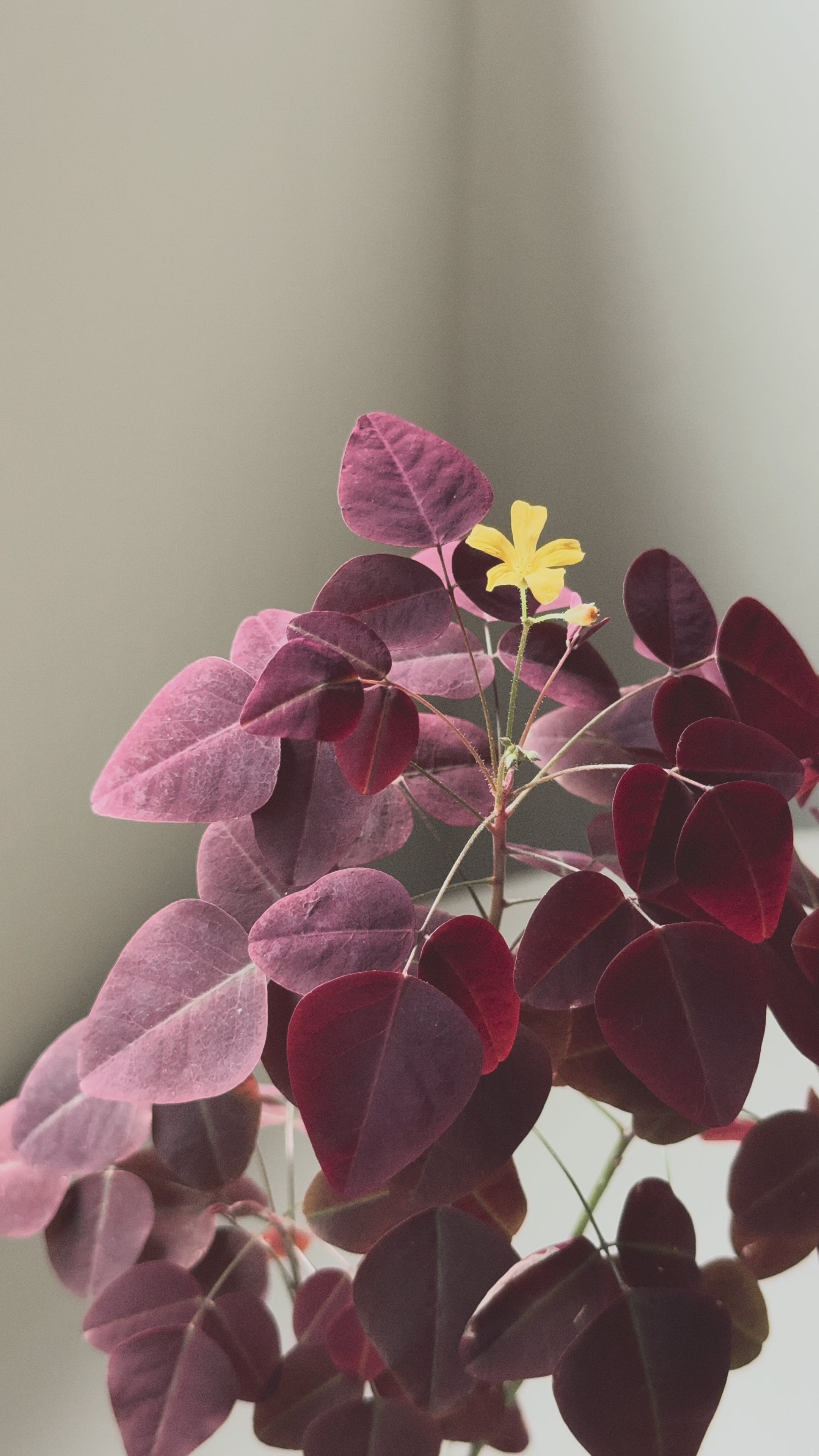 Oxalis Hedysaroides (Fire Fern)