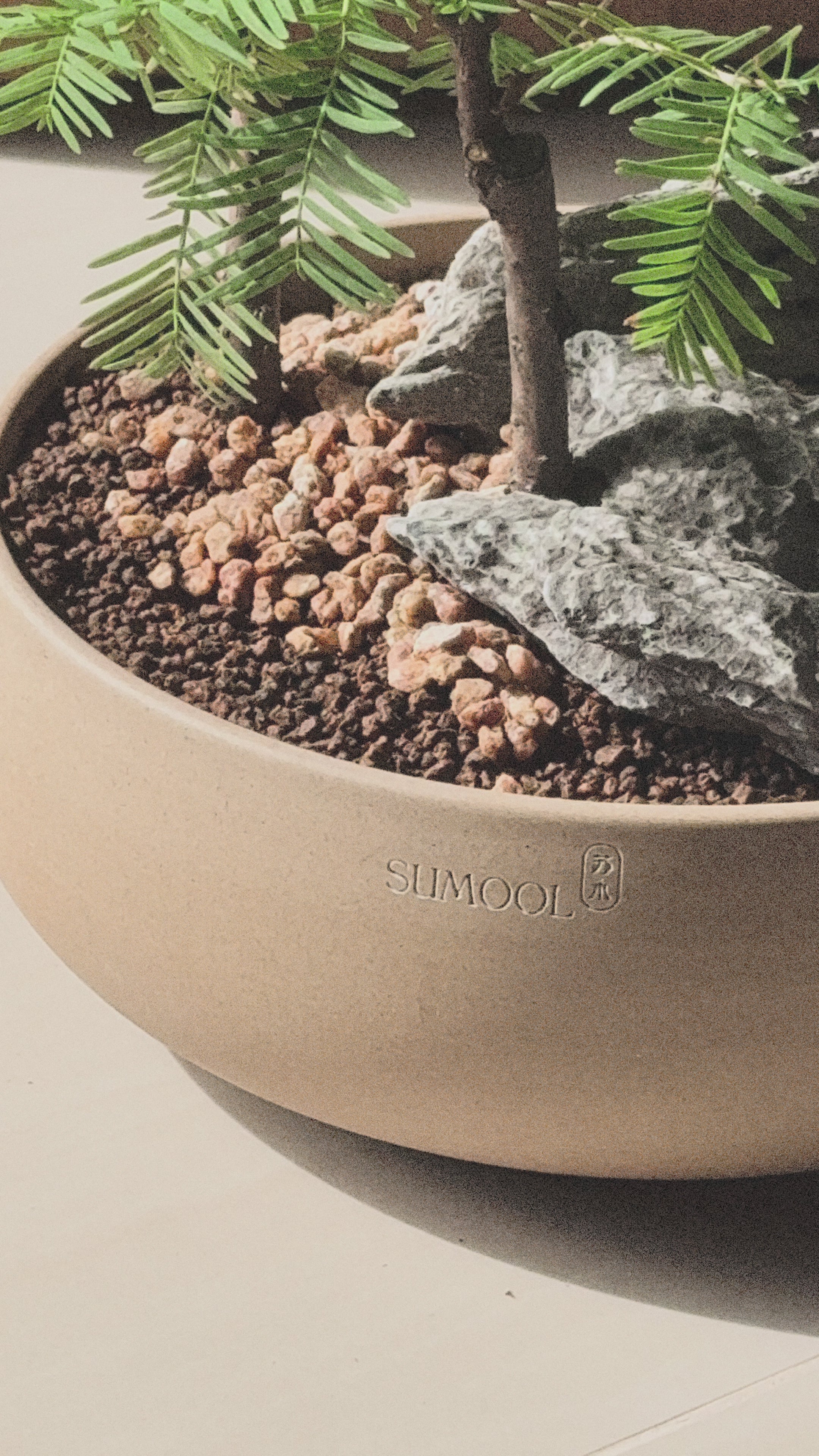 Dawn Redwood - Table forest style in round