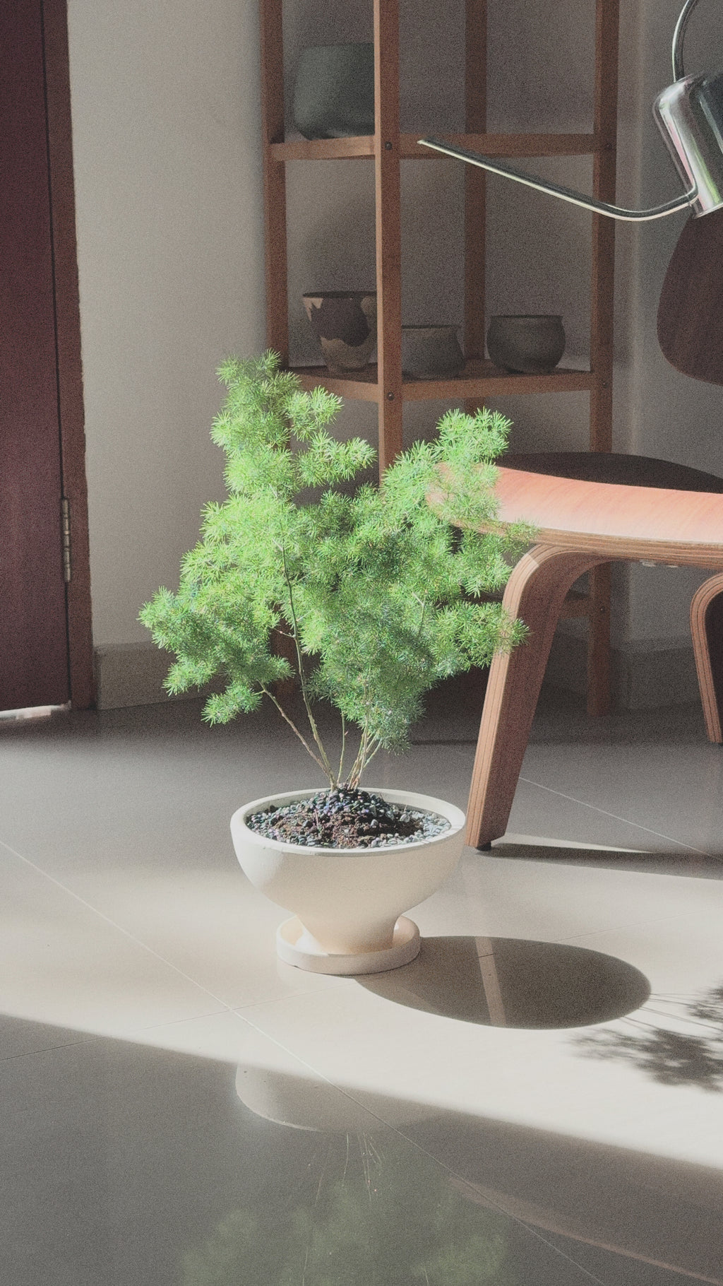 Asparagus Retrofractus