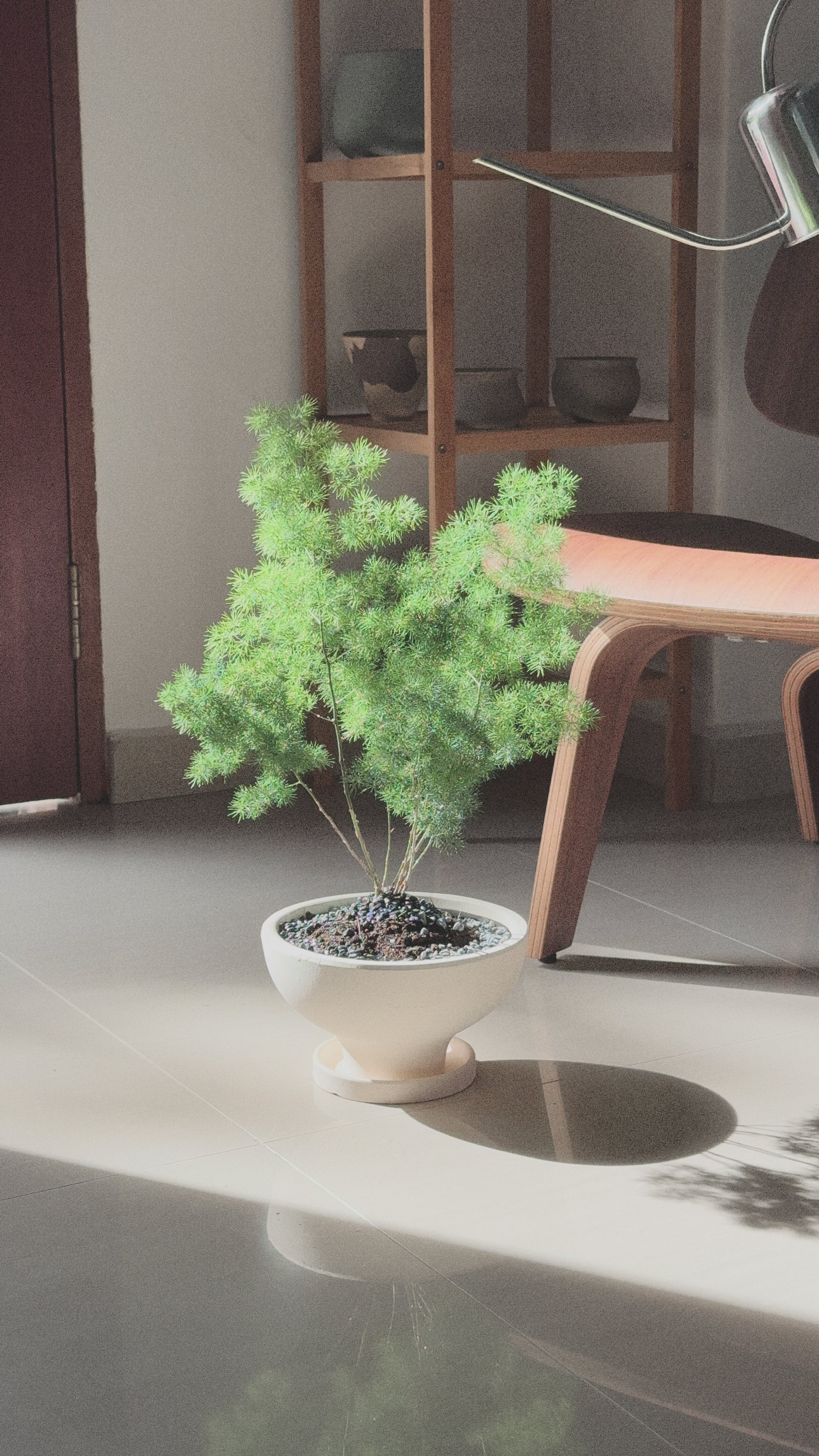 Asparagus Retrofractus